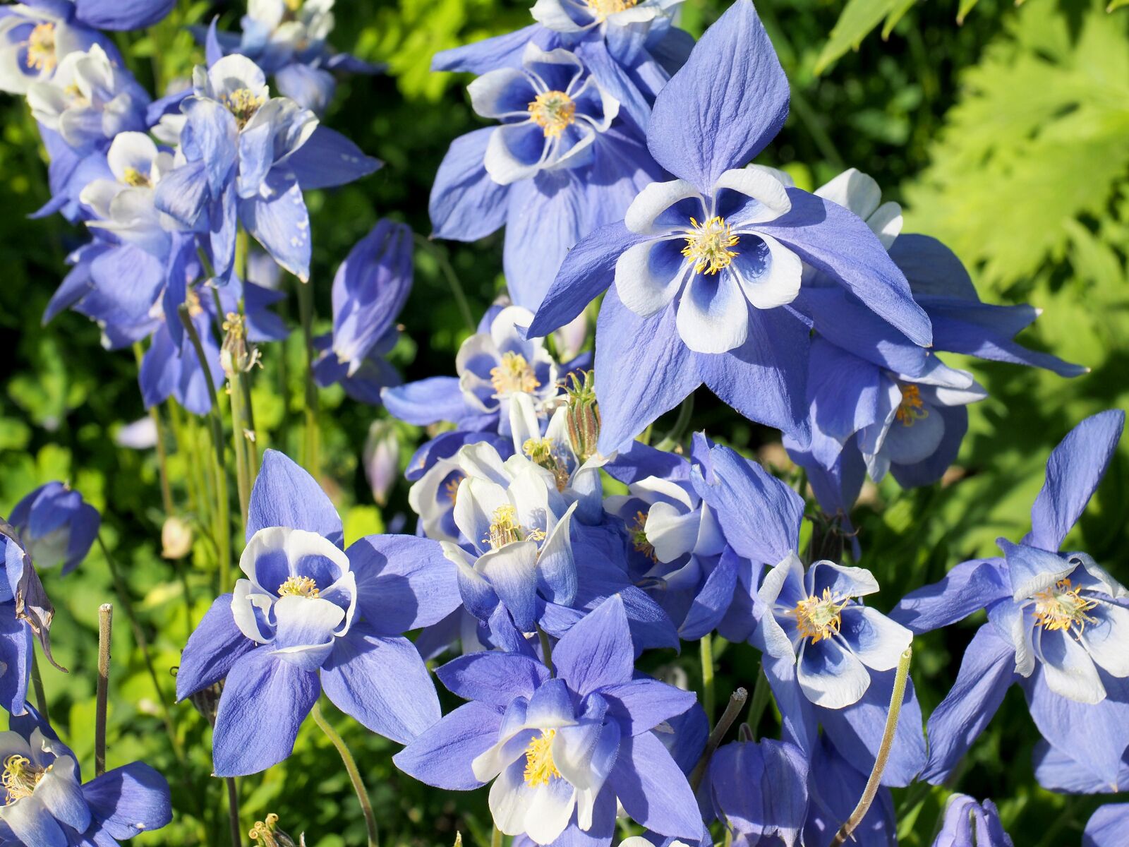 Olympus OM-D E-M1 + Olympus M.Zuiko Digital ED 12-40mm F2.8 Pro sample photo. Flowers, blue, close up photography
