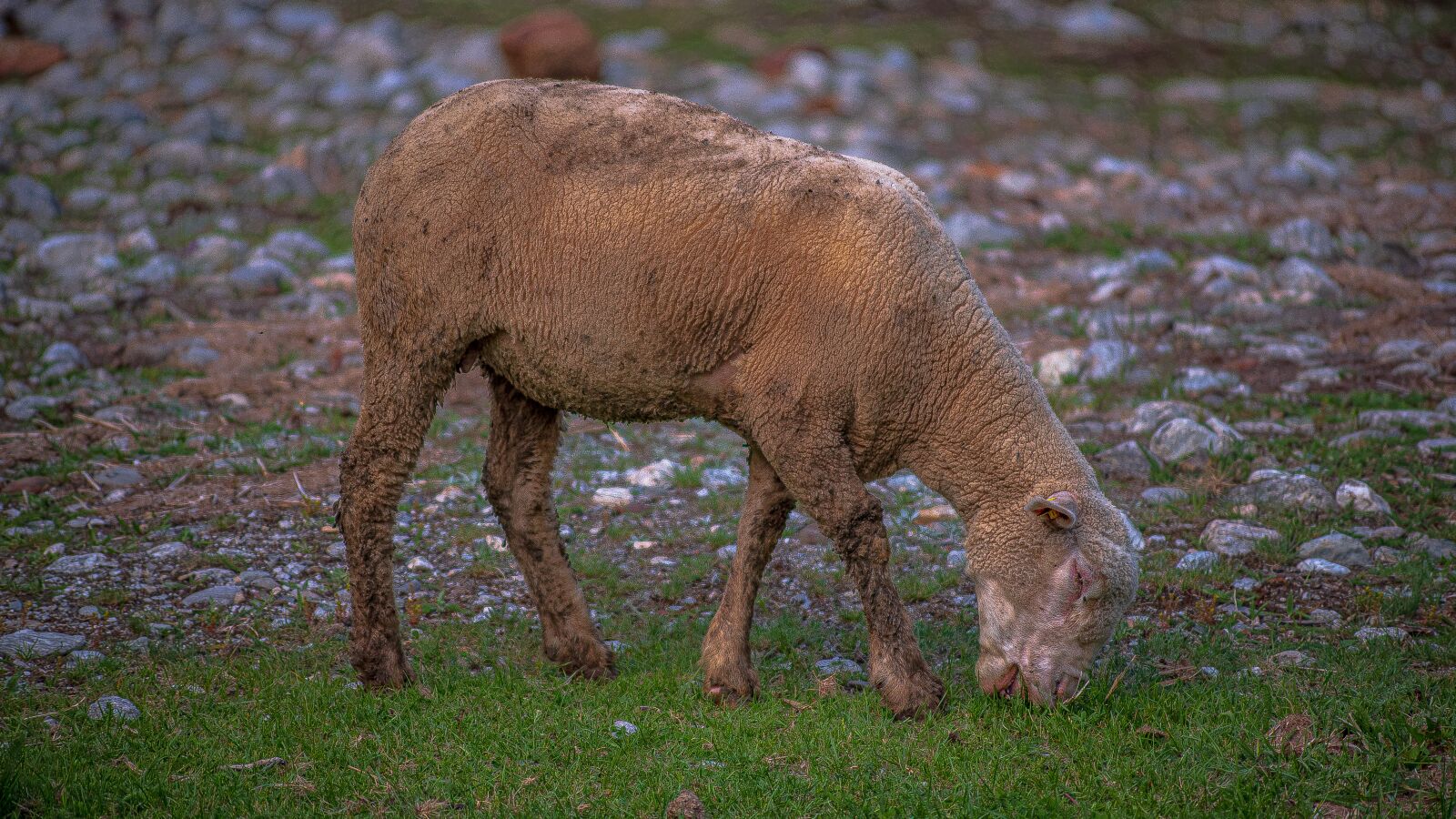 Nikon D750 sample photo. Sheep, pecora, aosta photography