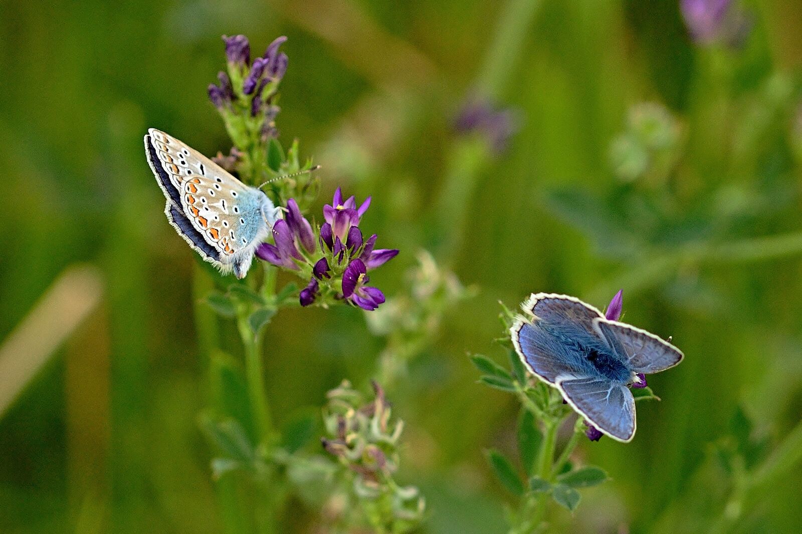 Nikon D5200 sample photo. Butterflies, lycaenidae, meadow photography
