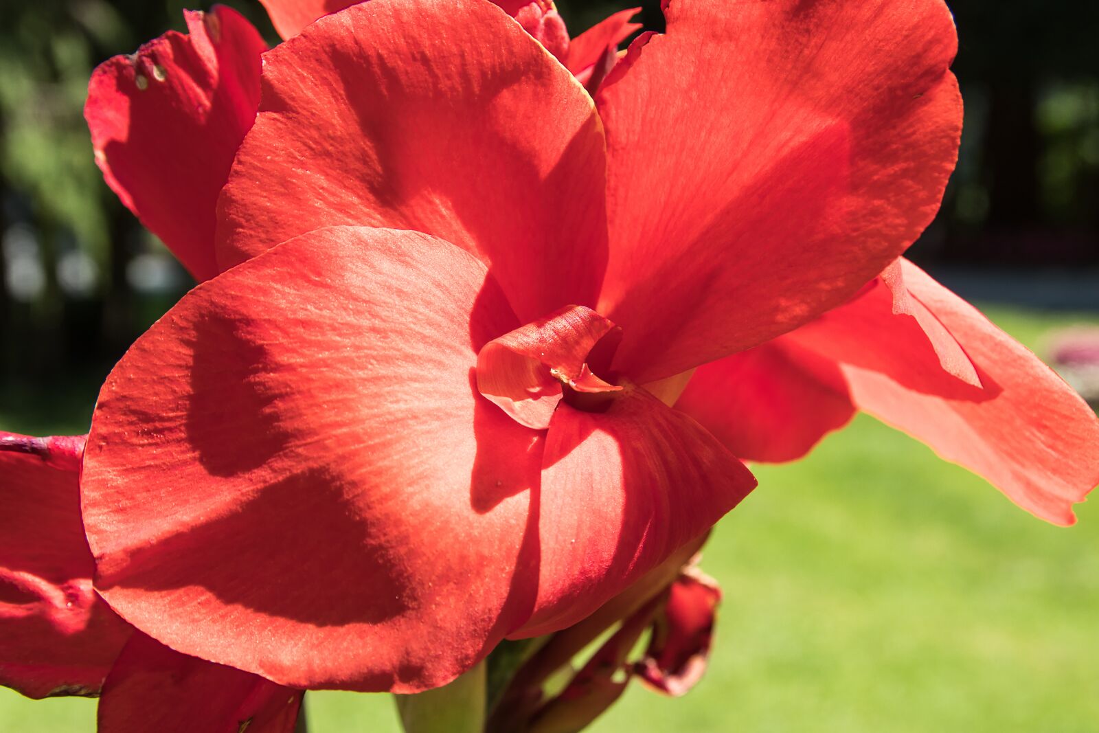 Canon EOS 80D sample photo. Canna, flower, plant photography