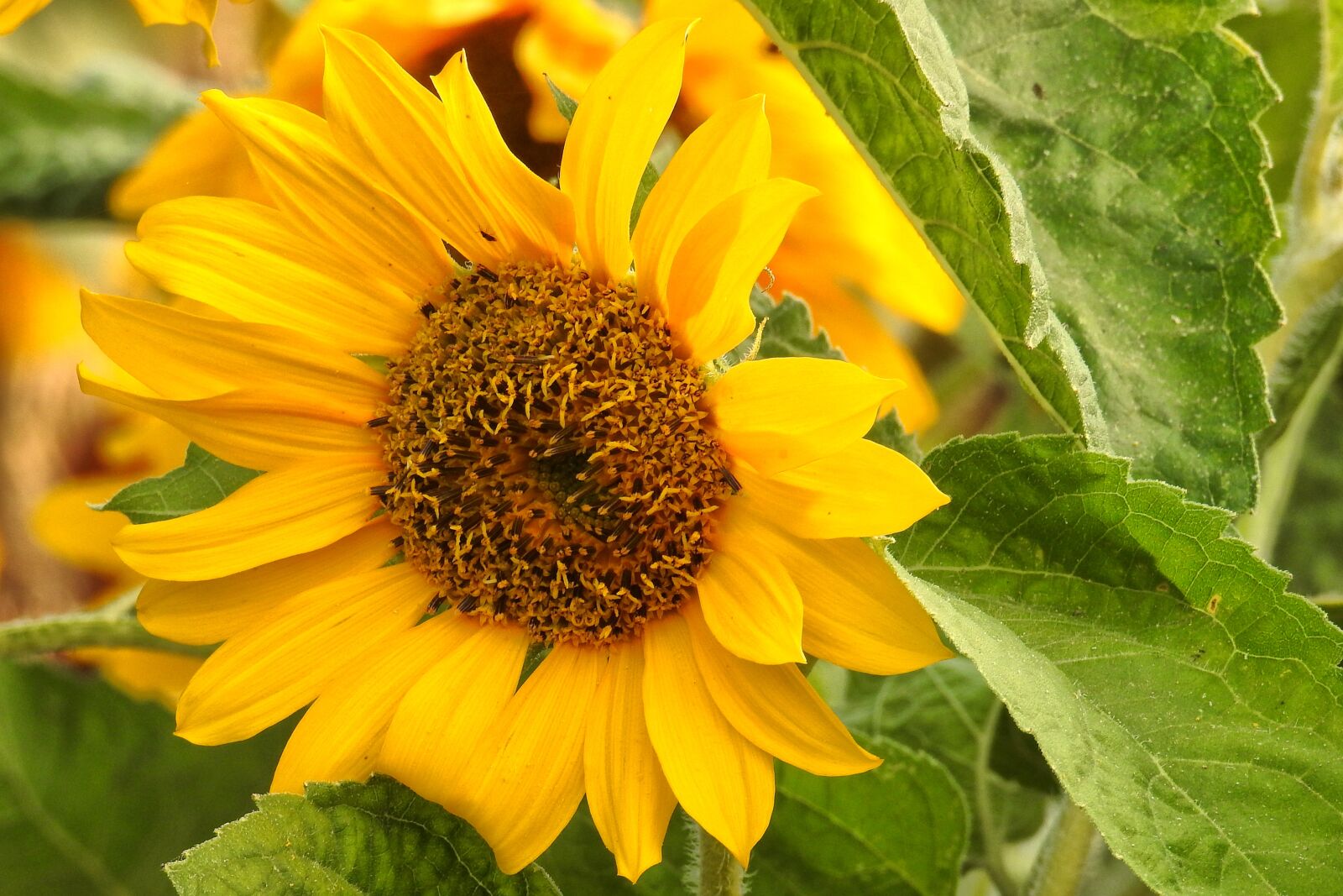 Nikon Coolpix P900 sample photo. Sunflower, blossom, bloom photography
