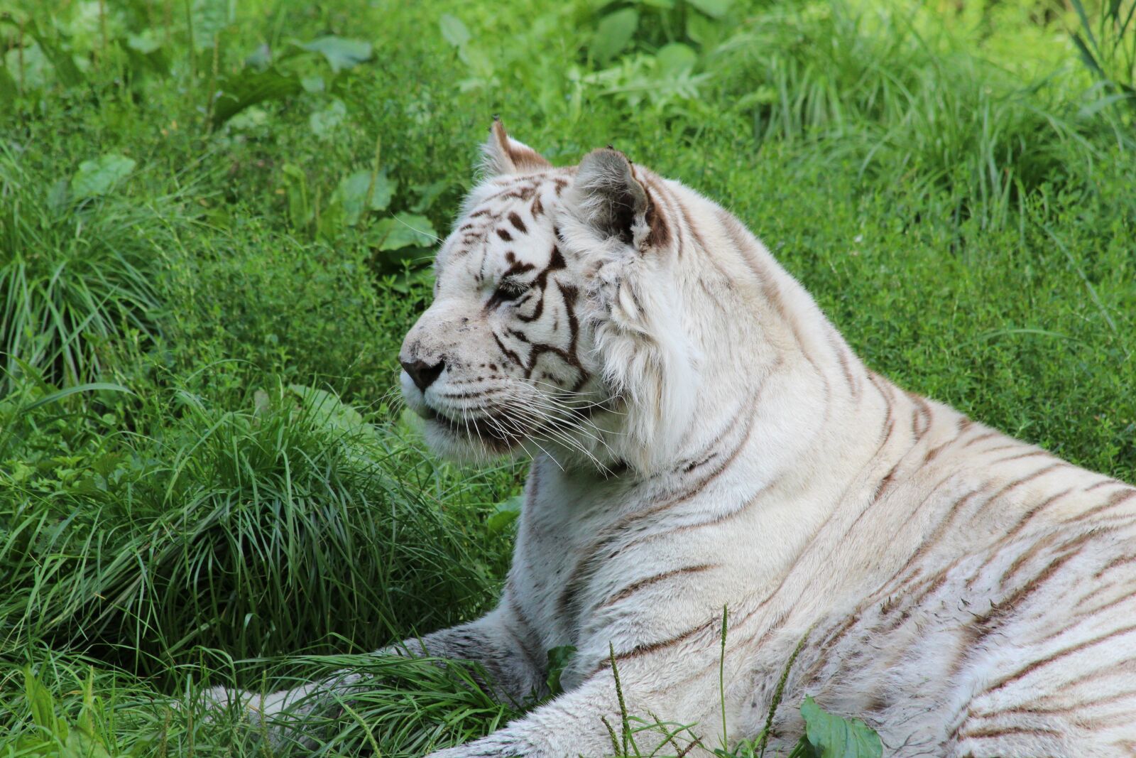 Canon EF 70-300mm F4-5.6 IS USM sample photo. White tiger, mammal, zoo photography