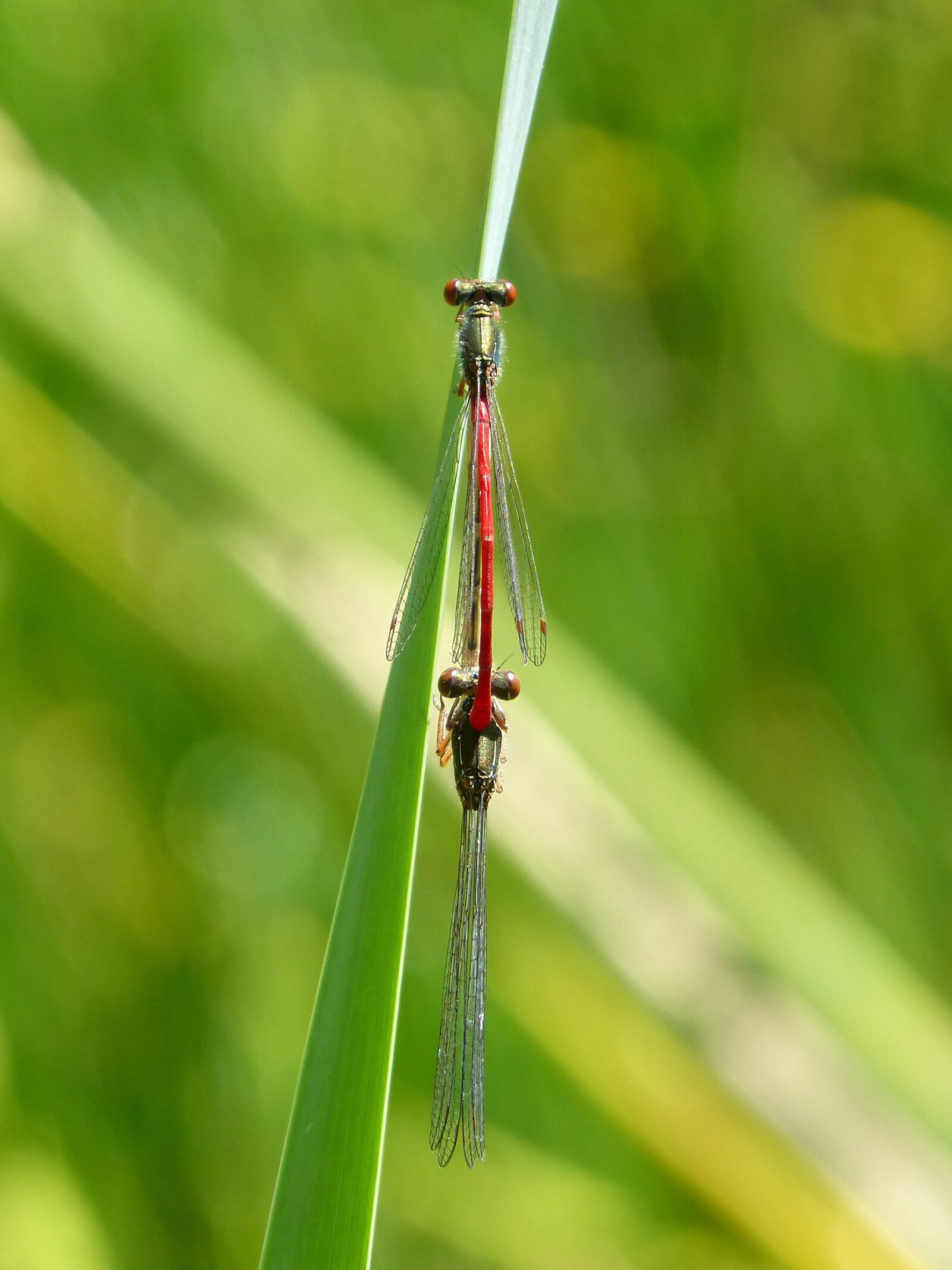 Panasonic DMC-FZ62 sample photo. Dragonfly, leaves, red dragonfly photography