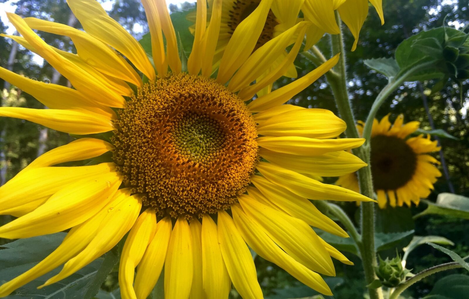 Apple iPhone 6 sample photo. Sunflower, sun, flower photography