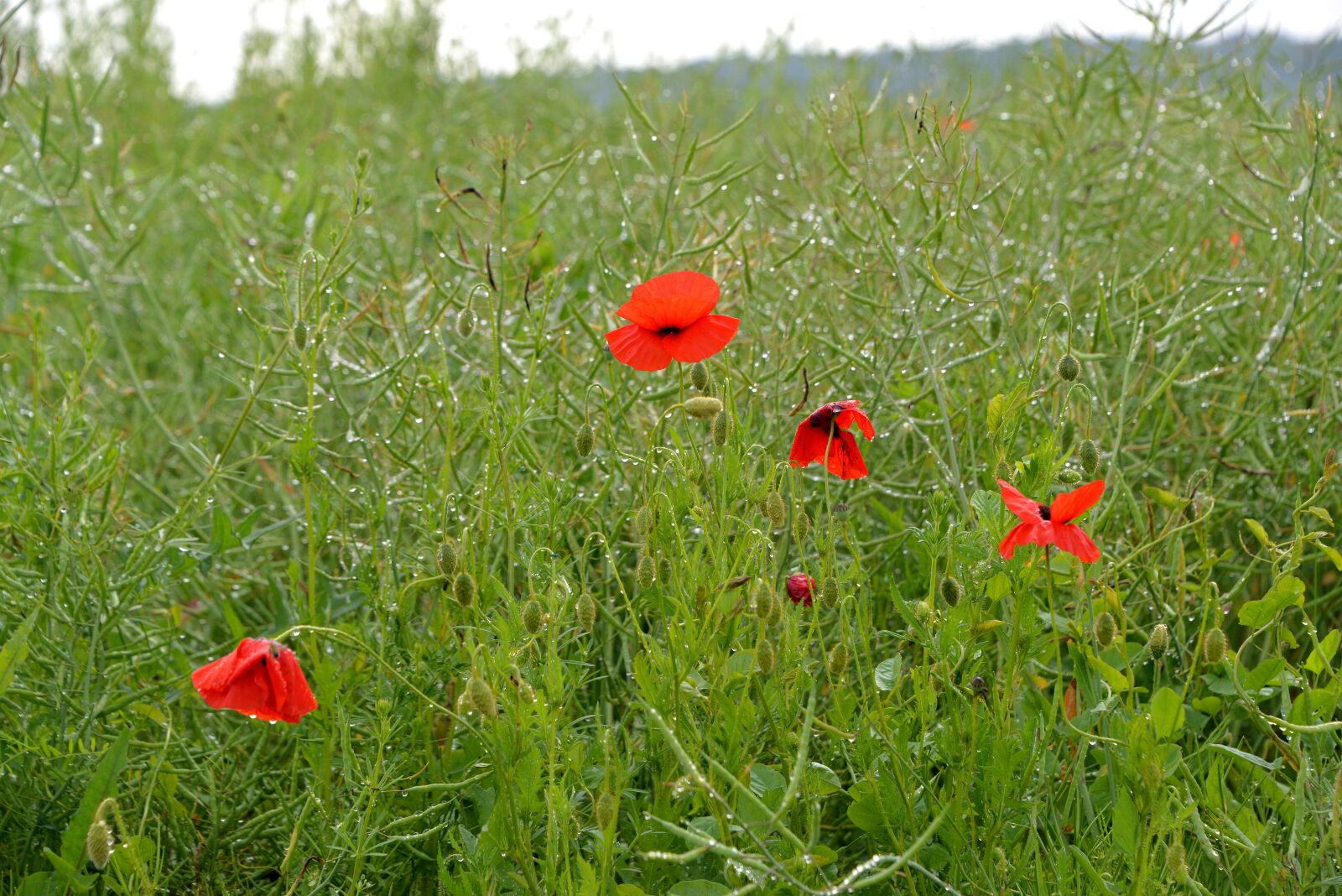 Nikon D610 sample photo. Poppy, dew, rain photography