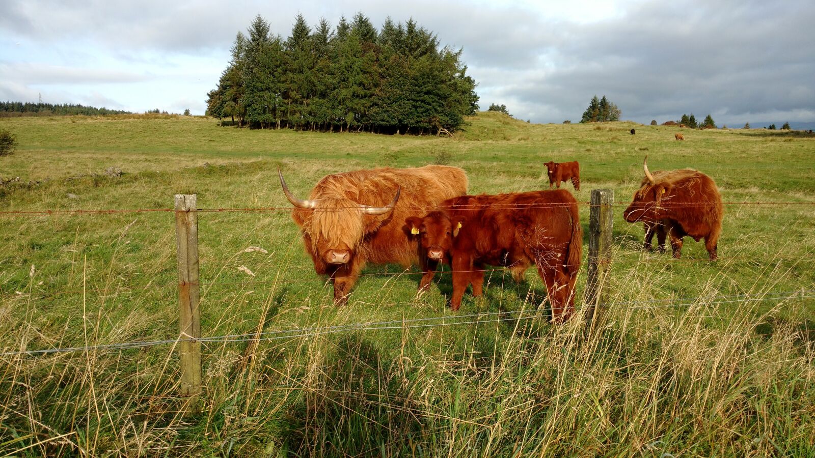 Motorola Moto X Play sample photo. Scottish cow, agrofirm, cattle photography