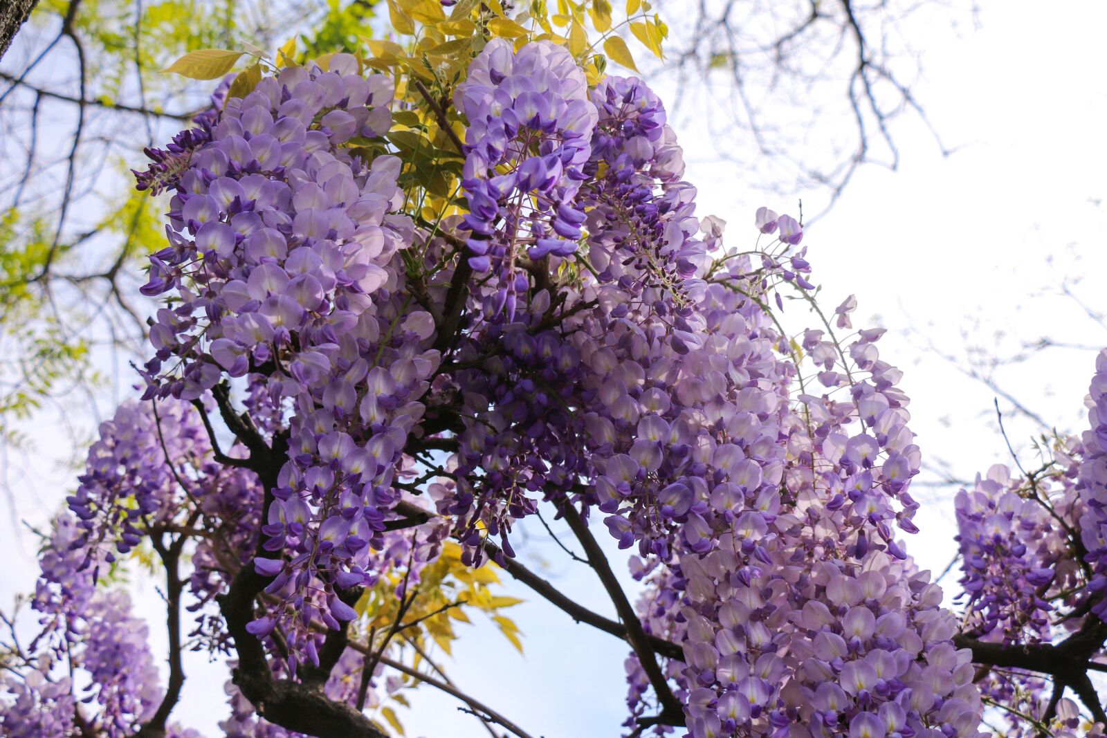 Canon EOS 70D sample photo. Nature, flowers, beautiful photography