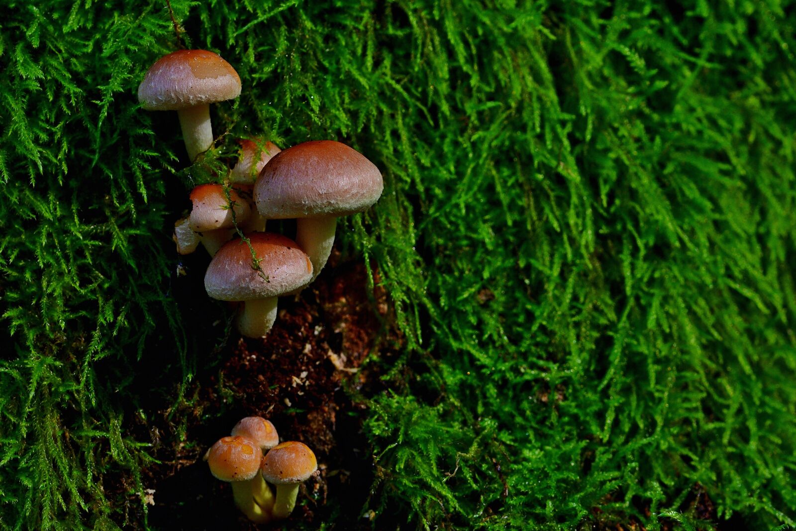 Nikon D5200 sample photo. Nature, forest, moss photography
