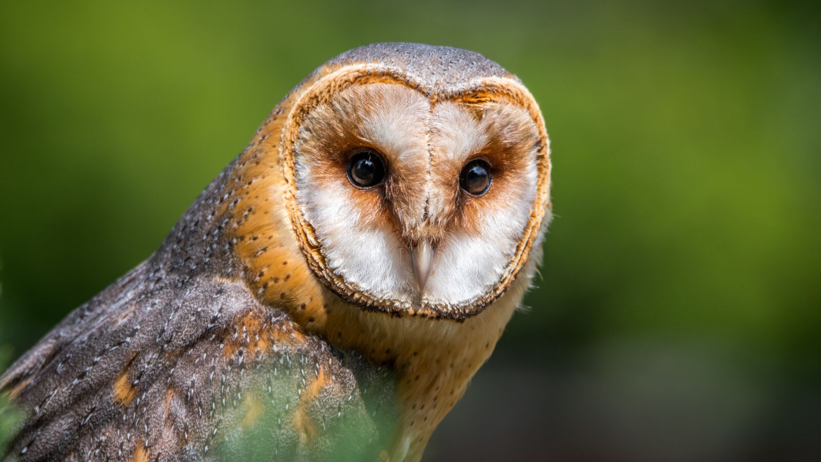 Nikon D500 + Tamron SP 150-600mm F5-6.3 Di VC USD sample photo. Barn owl, owl, bird photography
