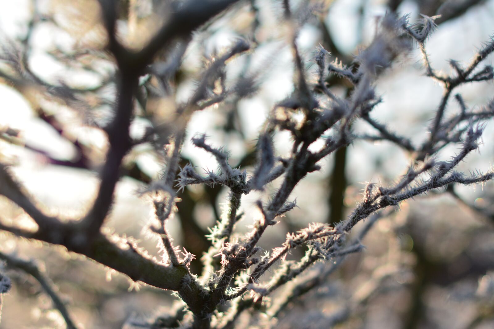 Nikon D7100 sample photo. Nature, winter, landscape photography
