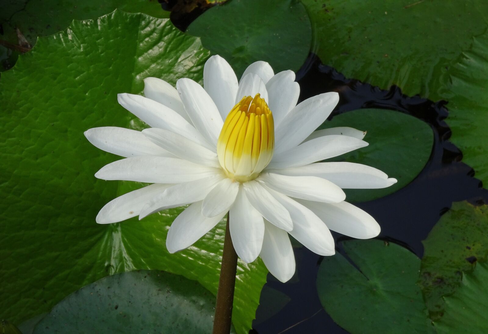 Sony Cyber-shot DSC-HX90V sample photo. Lily, water lily, white photography