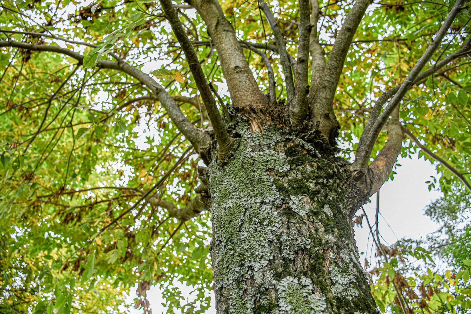 Nikon D7500 sample photo. Nature, tree, branches photography