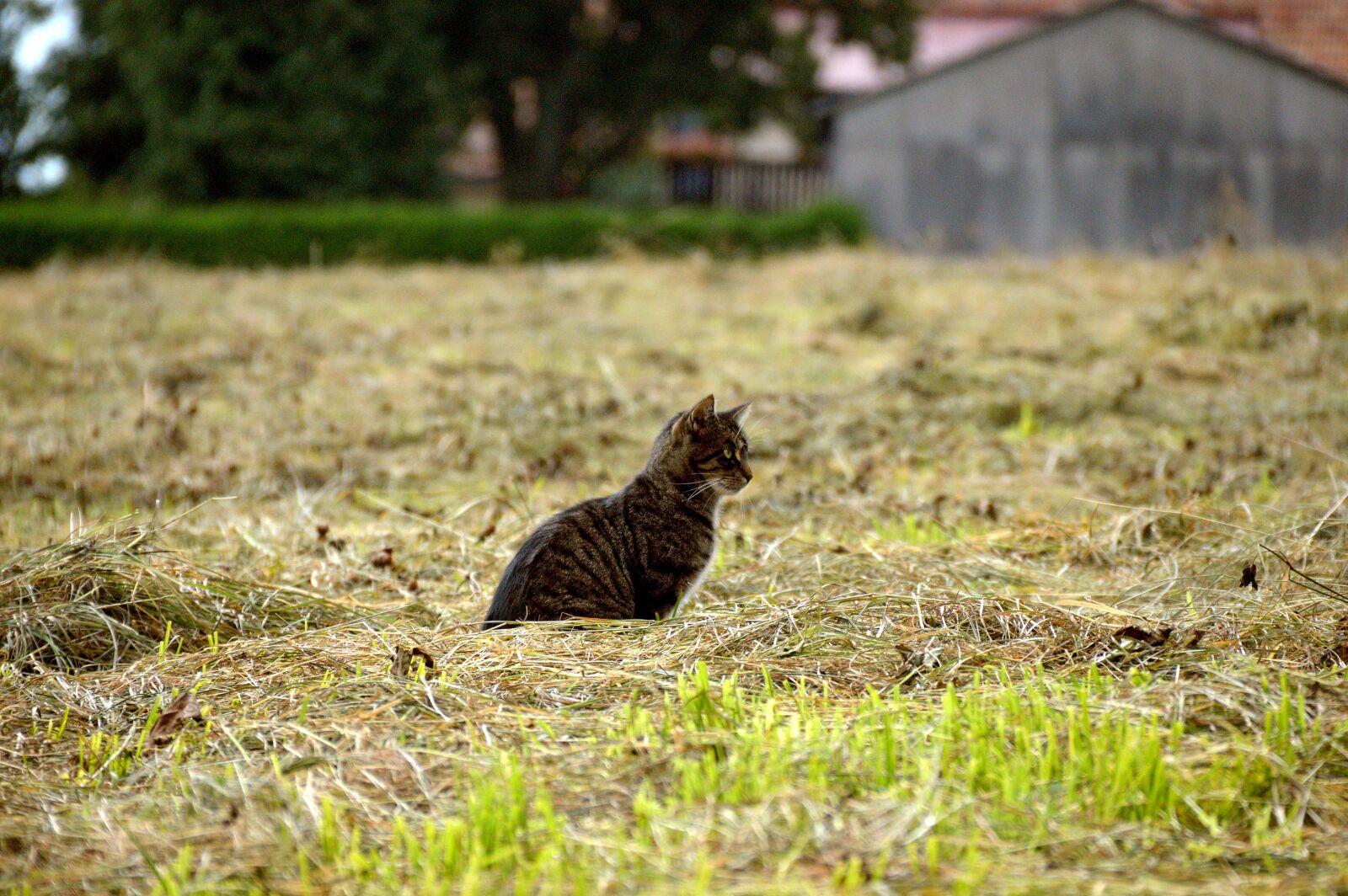 Nikon D3200 sample photo. Cat, katze, kater photography