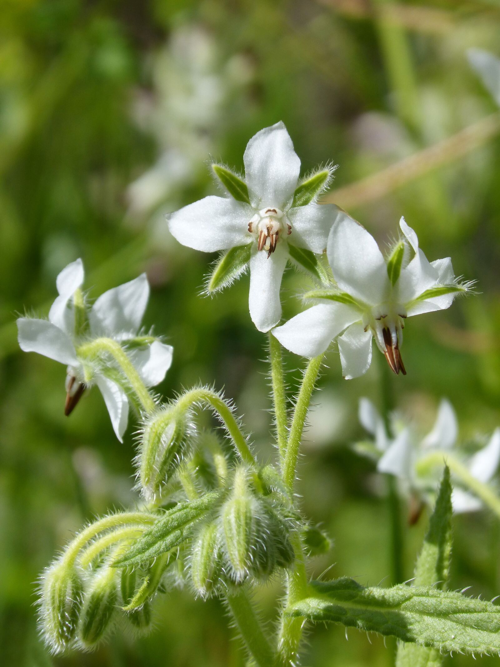 Panasonic DMC-FZ62 sample photo. Borage, borage white, borago photography