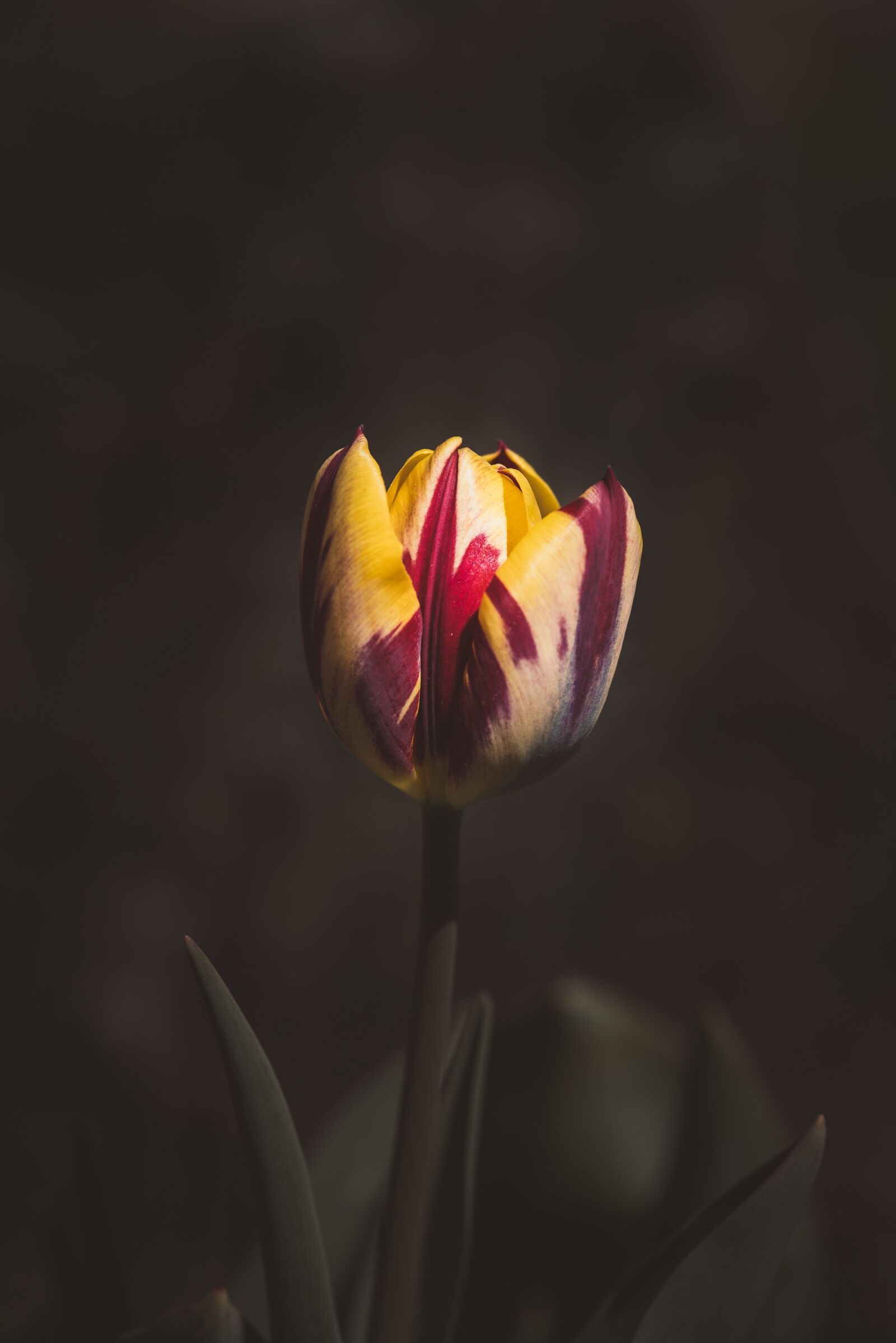 Nikon D750 sample photo. Tulip, flower, garden photography