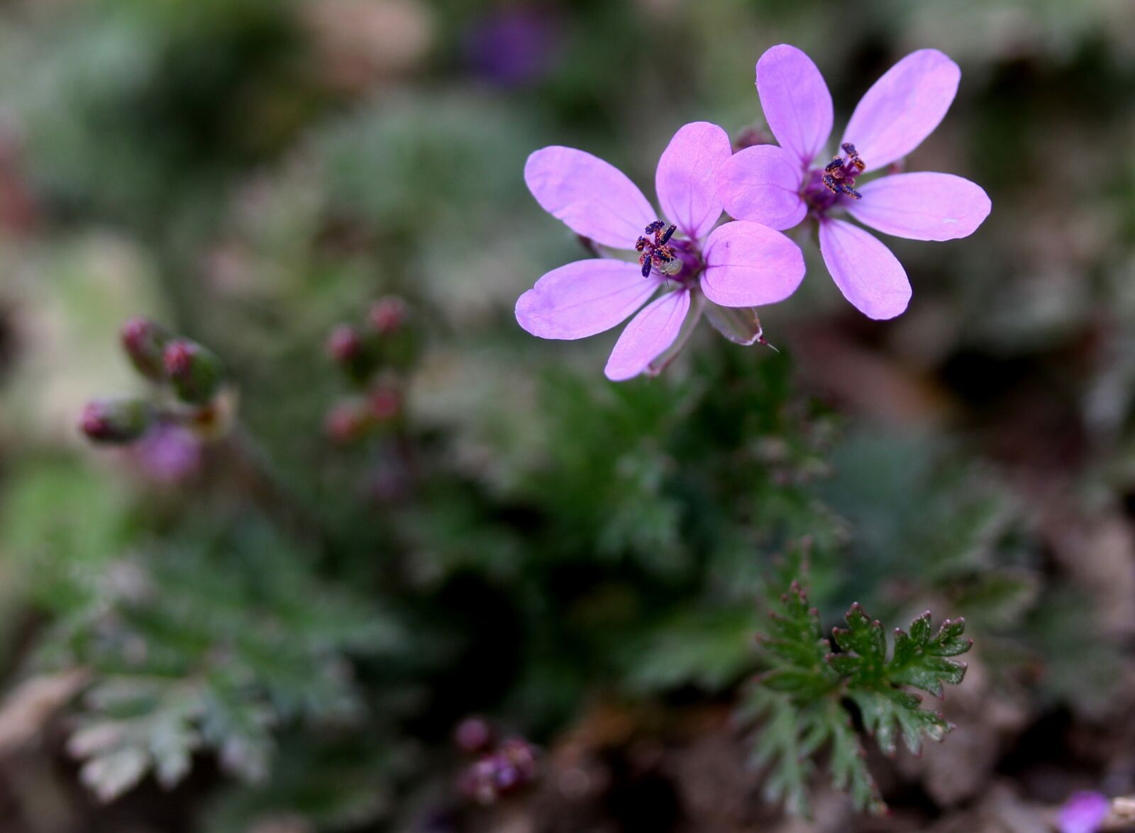 Canon EF-S 60mm F2.8 Macro USM sample photo. Flower, wild, pink photography