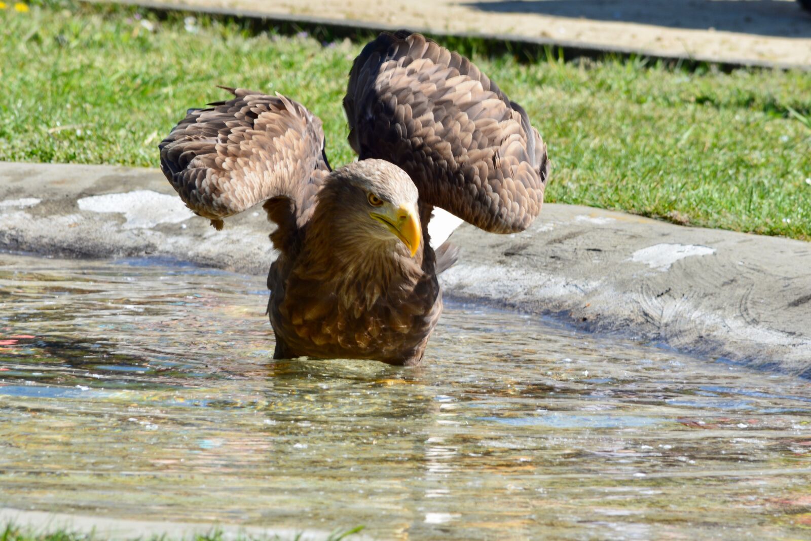 Nikon D7100 sample photo. Golden eagle, adler, bird photography