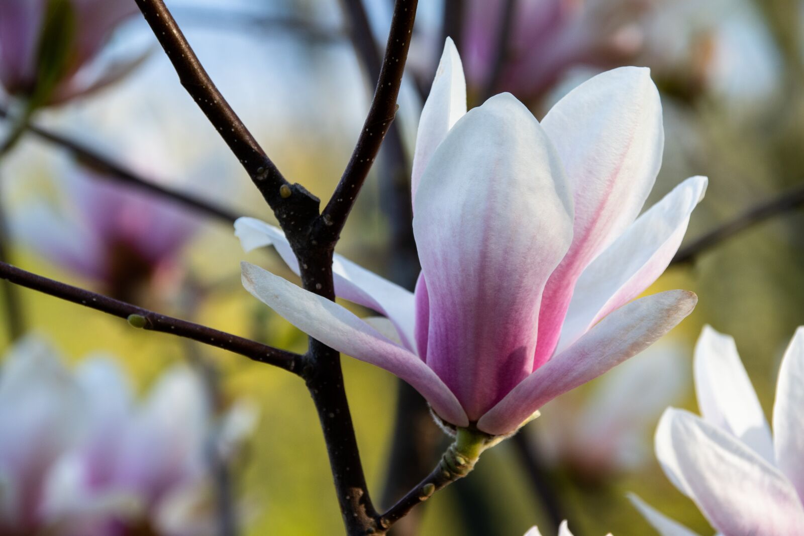 Nikon D500 sample photo. Flower, plant, garden photography