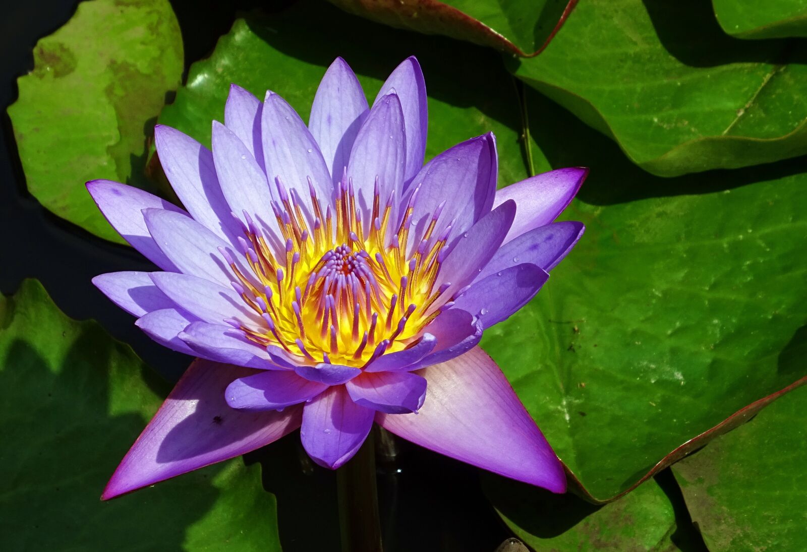 Sony DSC-HX60V sample photo. Lily, flower, nymphaea tina photography