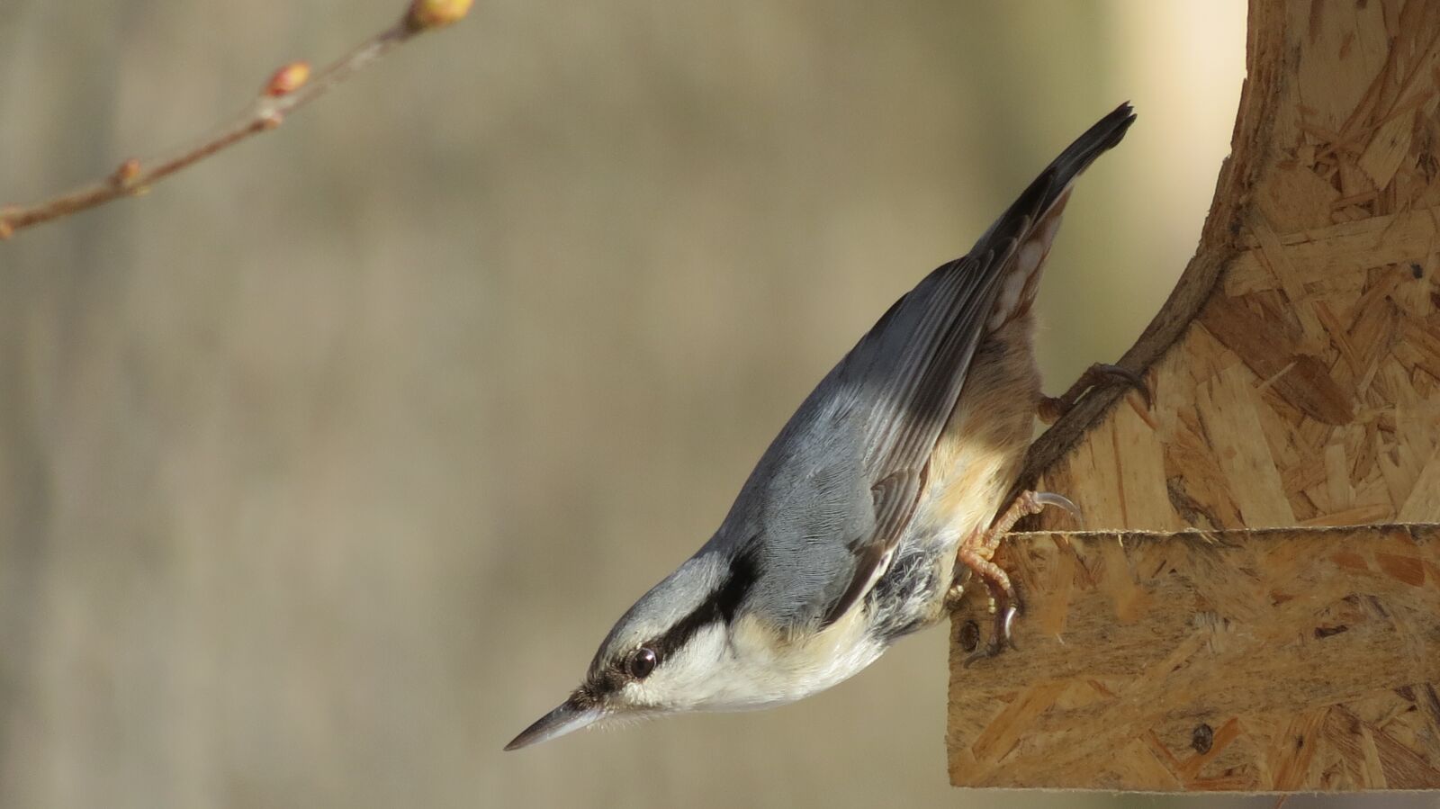 Canon PowerShot SX50 HS sample photo. Nuthatch, spring, feeder photography