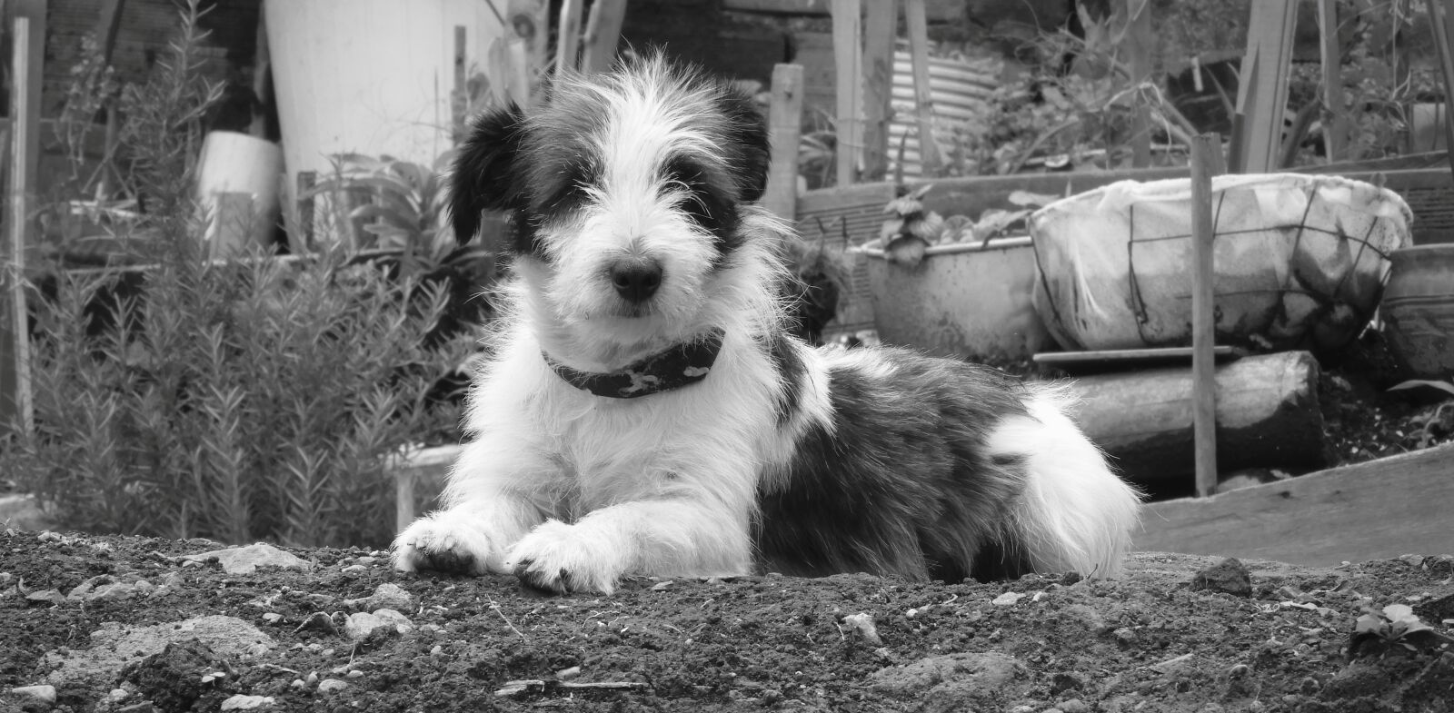 Nikon Coolpix B700 sample photo. Canis lupus familiaris, canidae photography