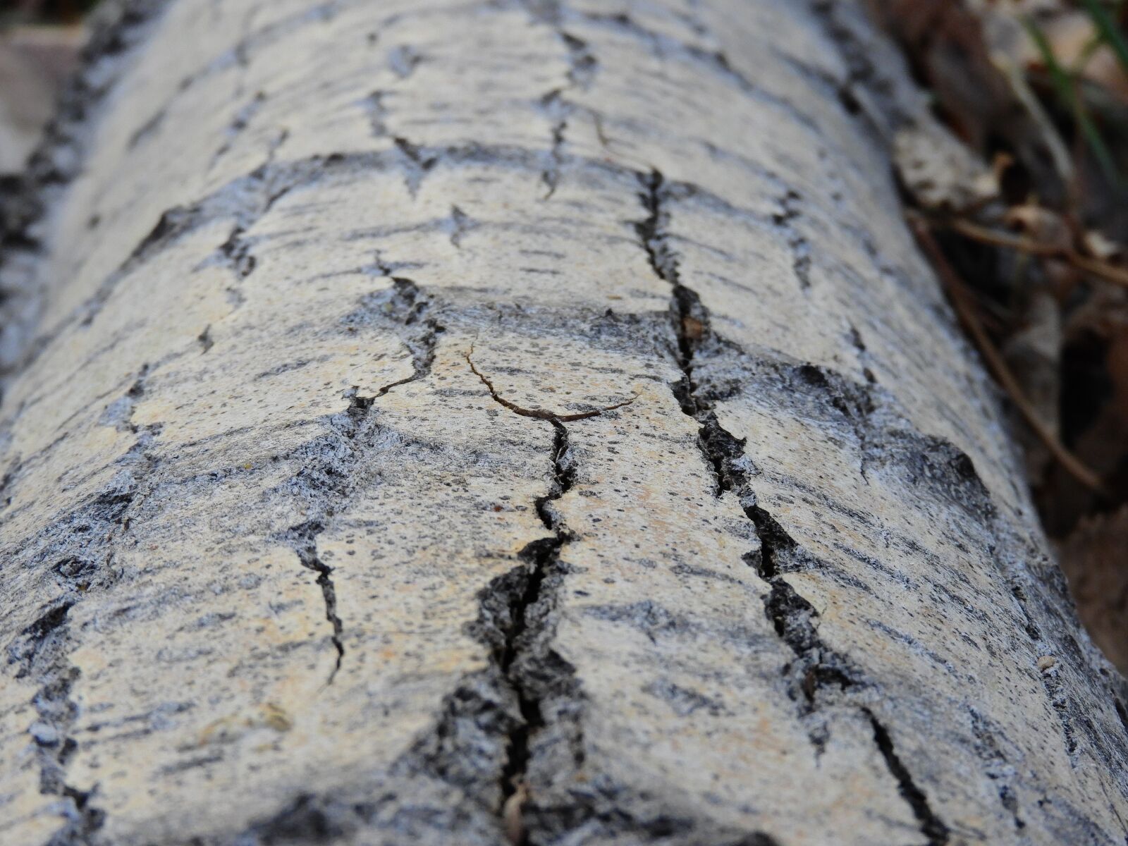 Nikon Coolpix B700 sample photo. Tree, trunk, texture photography