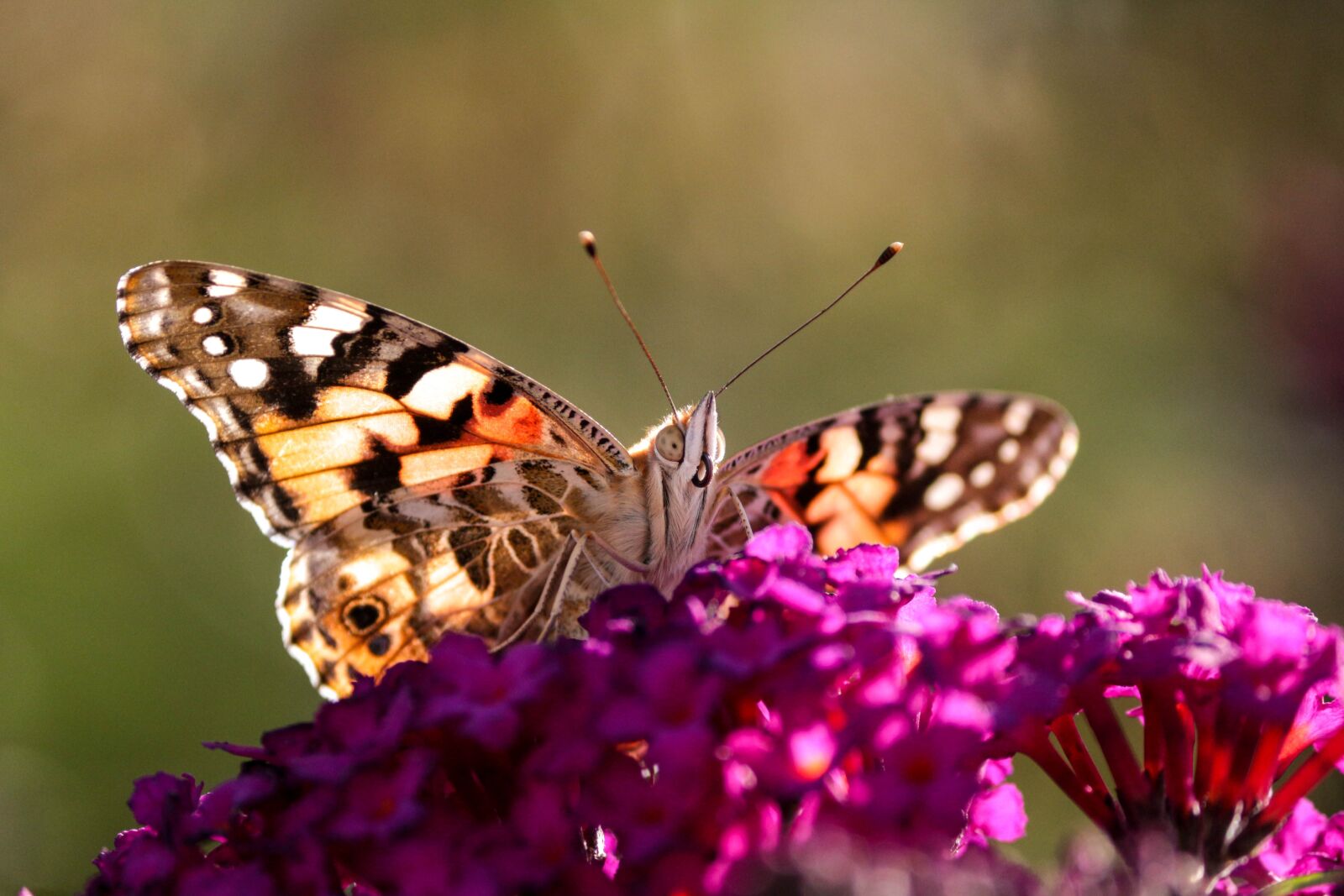 Canon EOS 700D (EOS Rebel T5i / EOS Kiss X7i) sample photo. Butterfly, vanessa cardui, insect photography