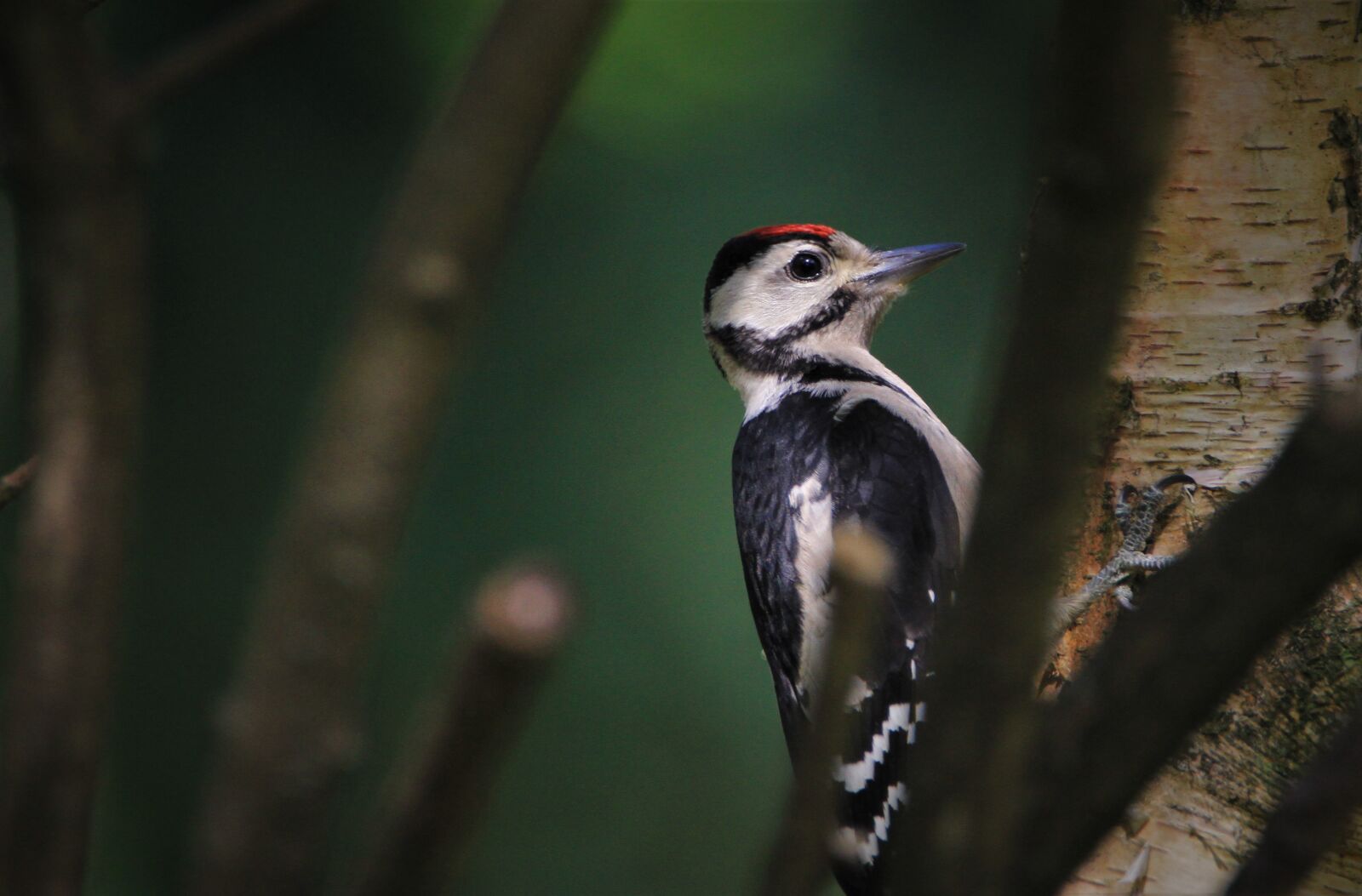 Canon EOS 7D sample photo. Great spotted woodpecker, woodpecker photography