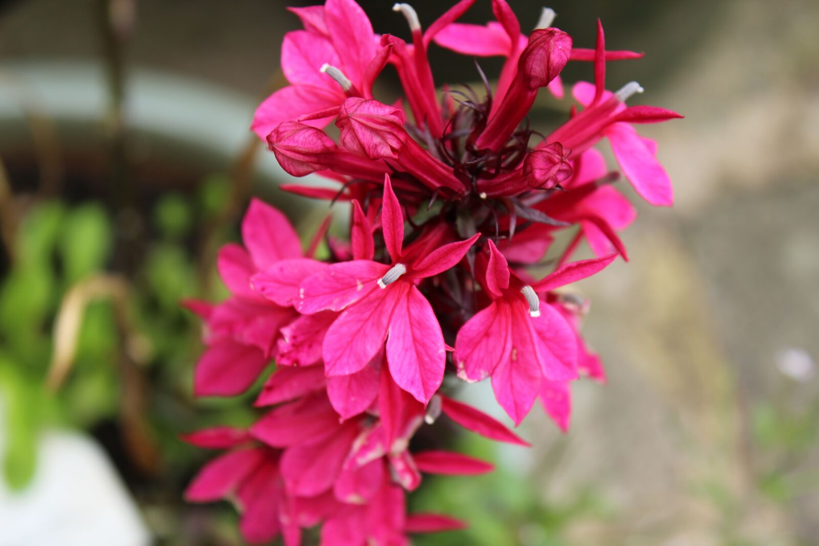 Canon EOS 1300D (EOS Rebel T6 / EOS Kiss X80) sample photo. Pink flowers, bloom, blooming photography
