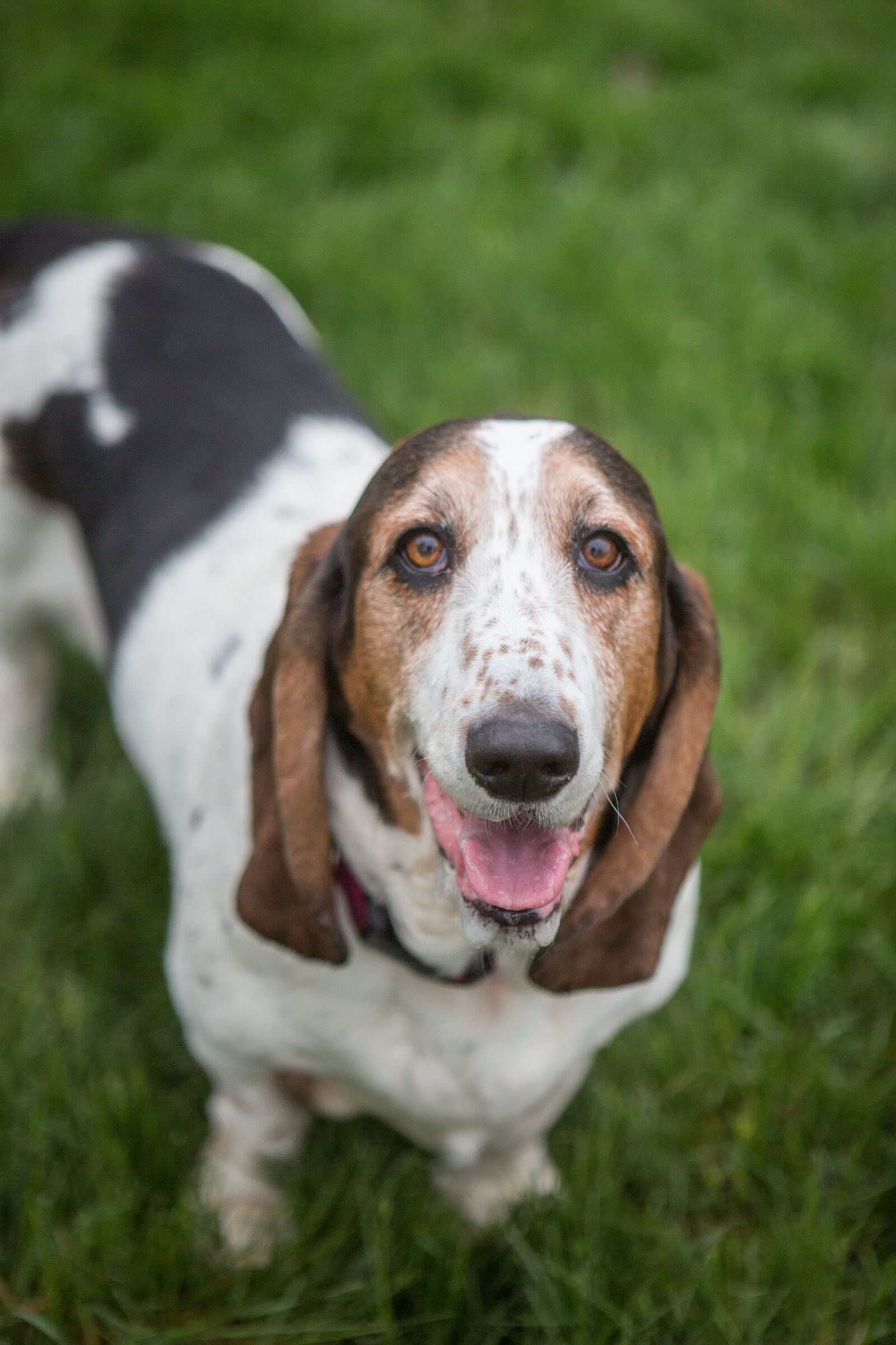 Canon EOS 5D Mark III sample photo. Basset hound, dog, hound photography