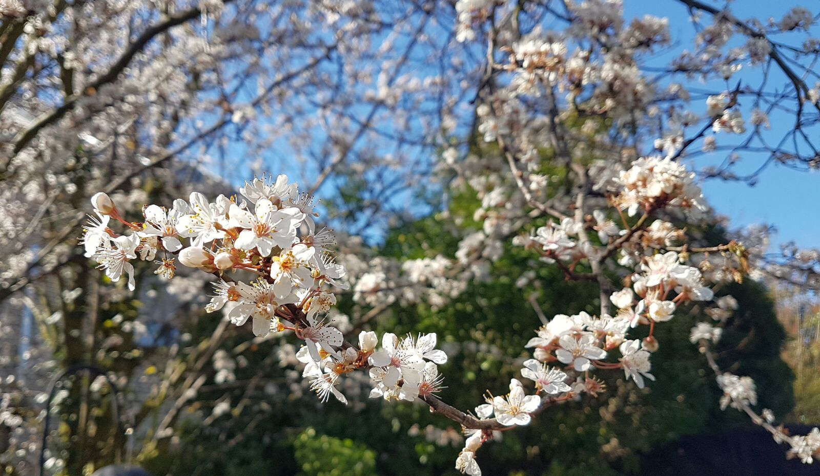 Samsung Galaxy S7 sample photo. Blood plum, garden, tree photography