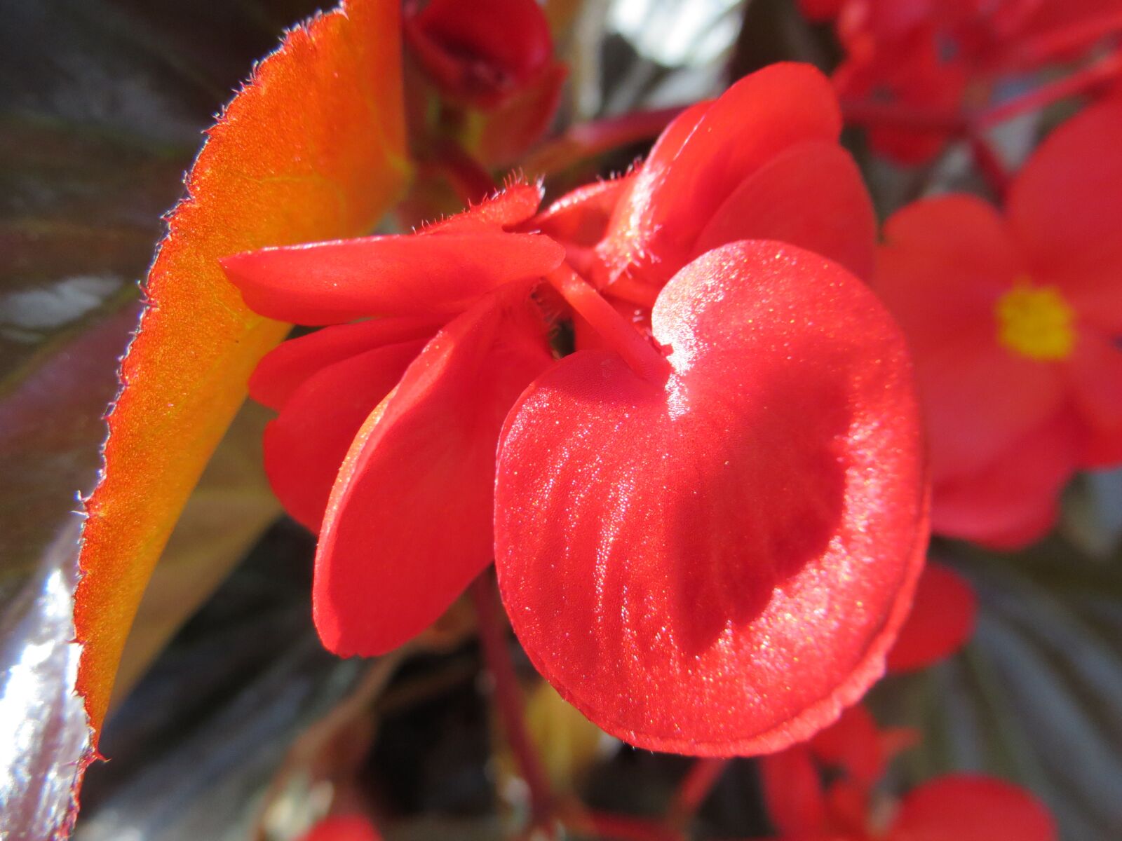 Canon PowerShot SX260 HS sample photo. Flower, red, summer photography