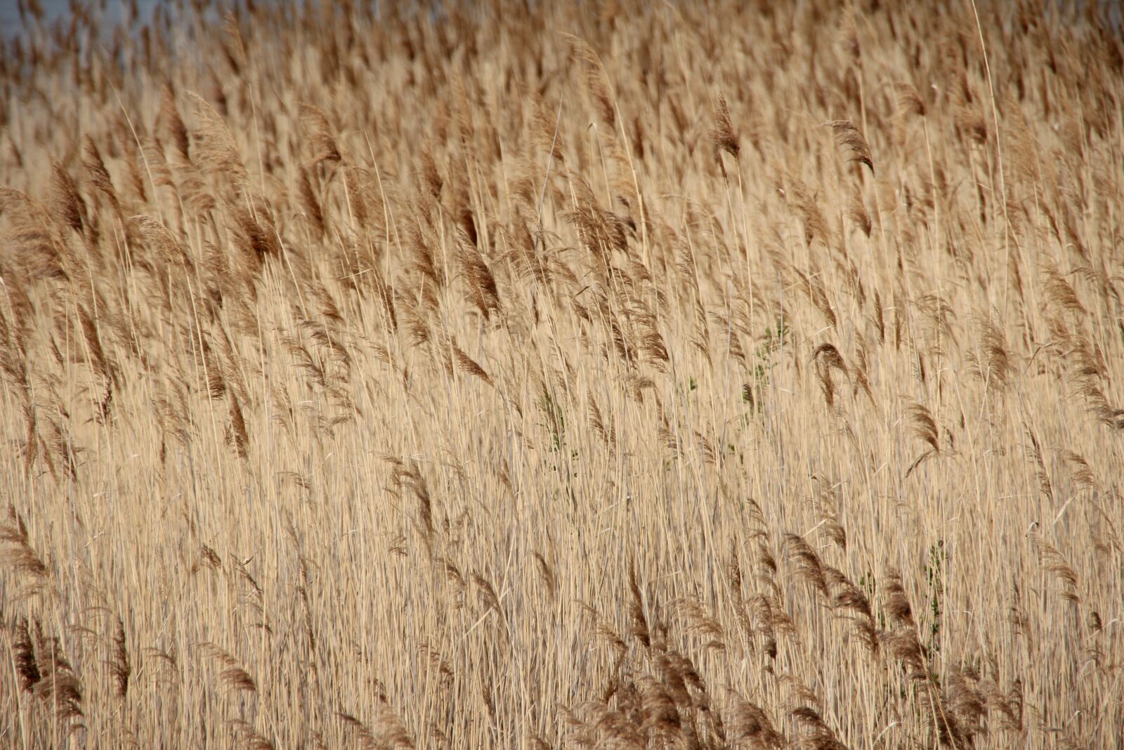 Canon EOS 60D sample photo. Lake, plant, water photography