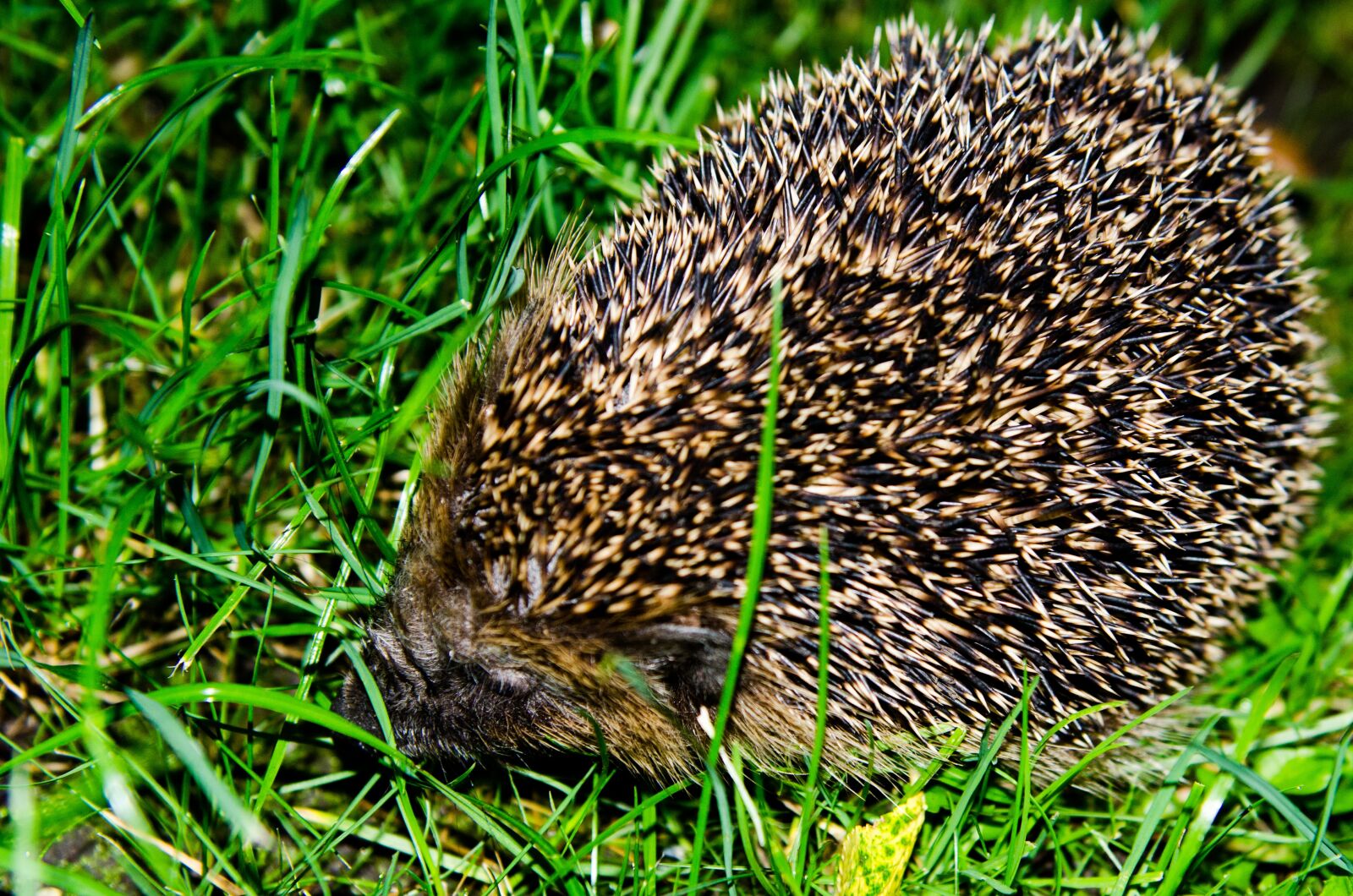 Nikon D7000 sample photo. Hedgehog, garden, nature photography