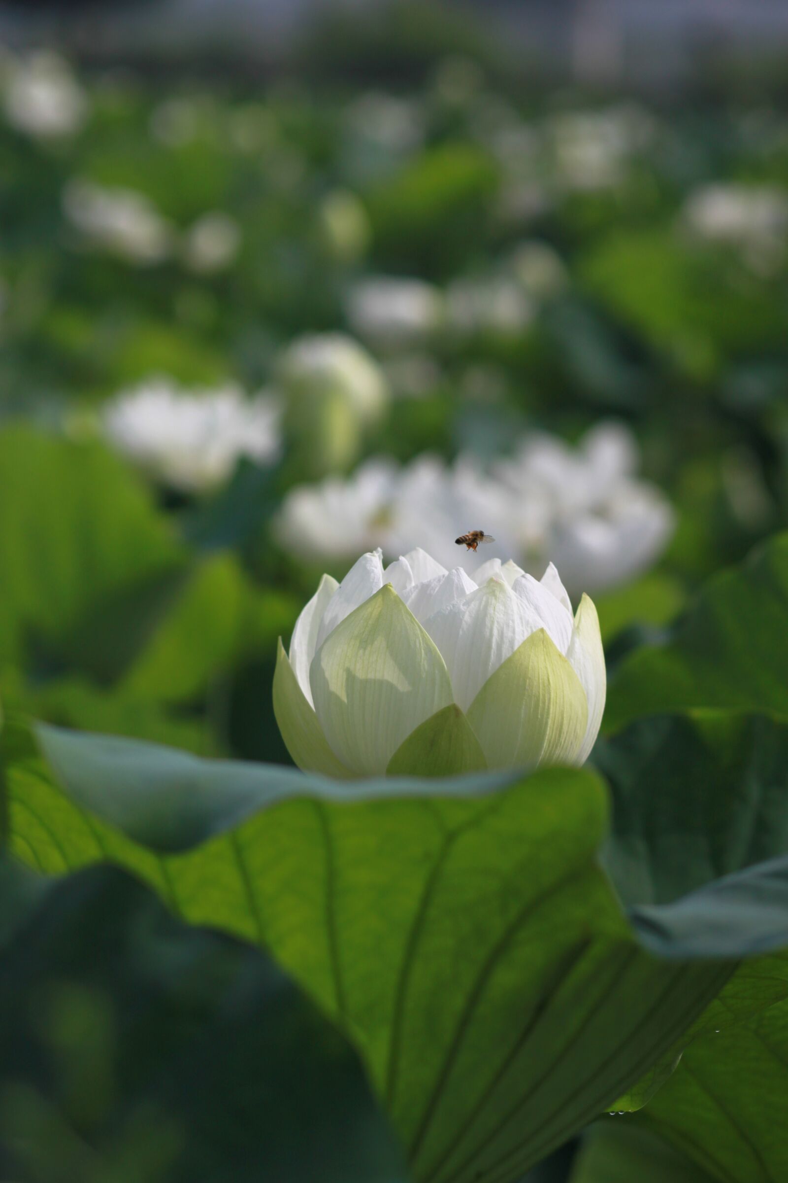 Canon EOS 500D (EOS Rebel T1i / EOS Kiss X3) sample photo. Kite, lotus, nature photography