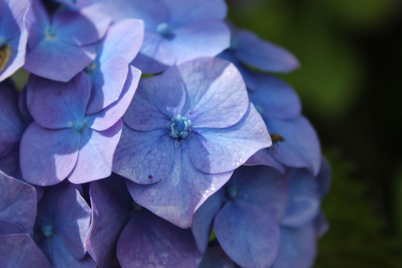 Canon EOS 550D (EOS Rebel T2i / EOS Kiss X4) sample photo. Hydrangea, violet, pink photography