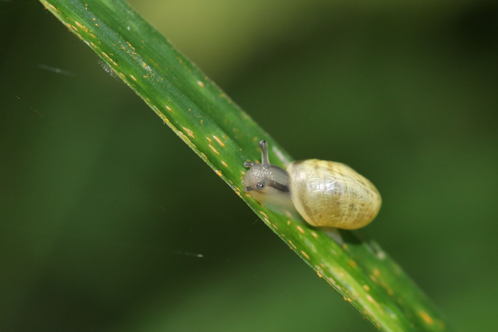 Canon EOS 250D (EOS Rebel SL3 / EOS Kiss X10 / EOS 200D II) sample photo. Snail, animal, gastropod photography
