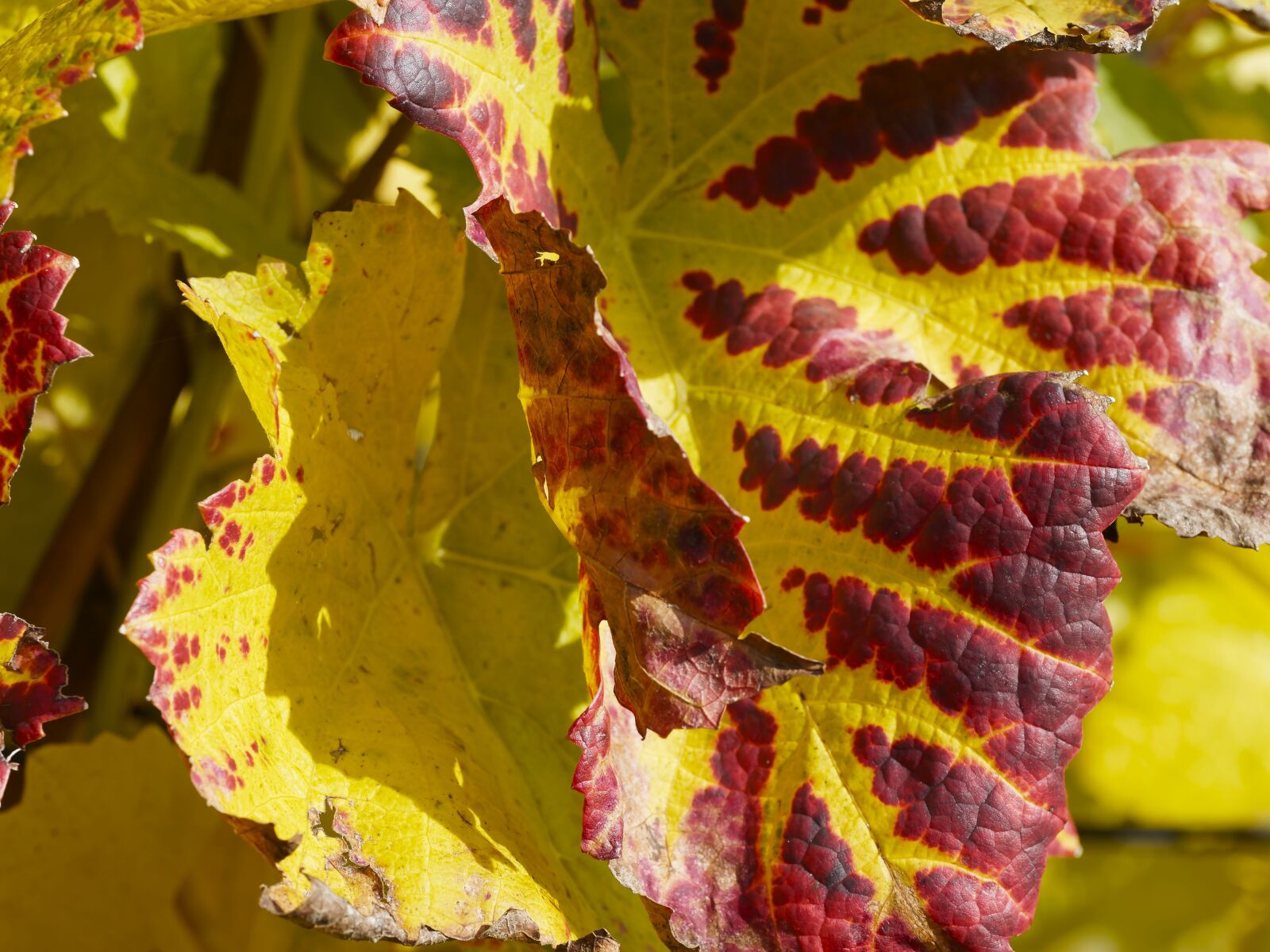 Olympus M.Zuiko Digital ED 60mm F2.8 Macro sample photo. Fall colors, autumn leaves photography