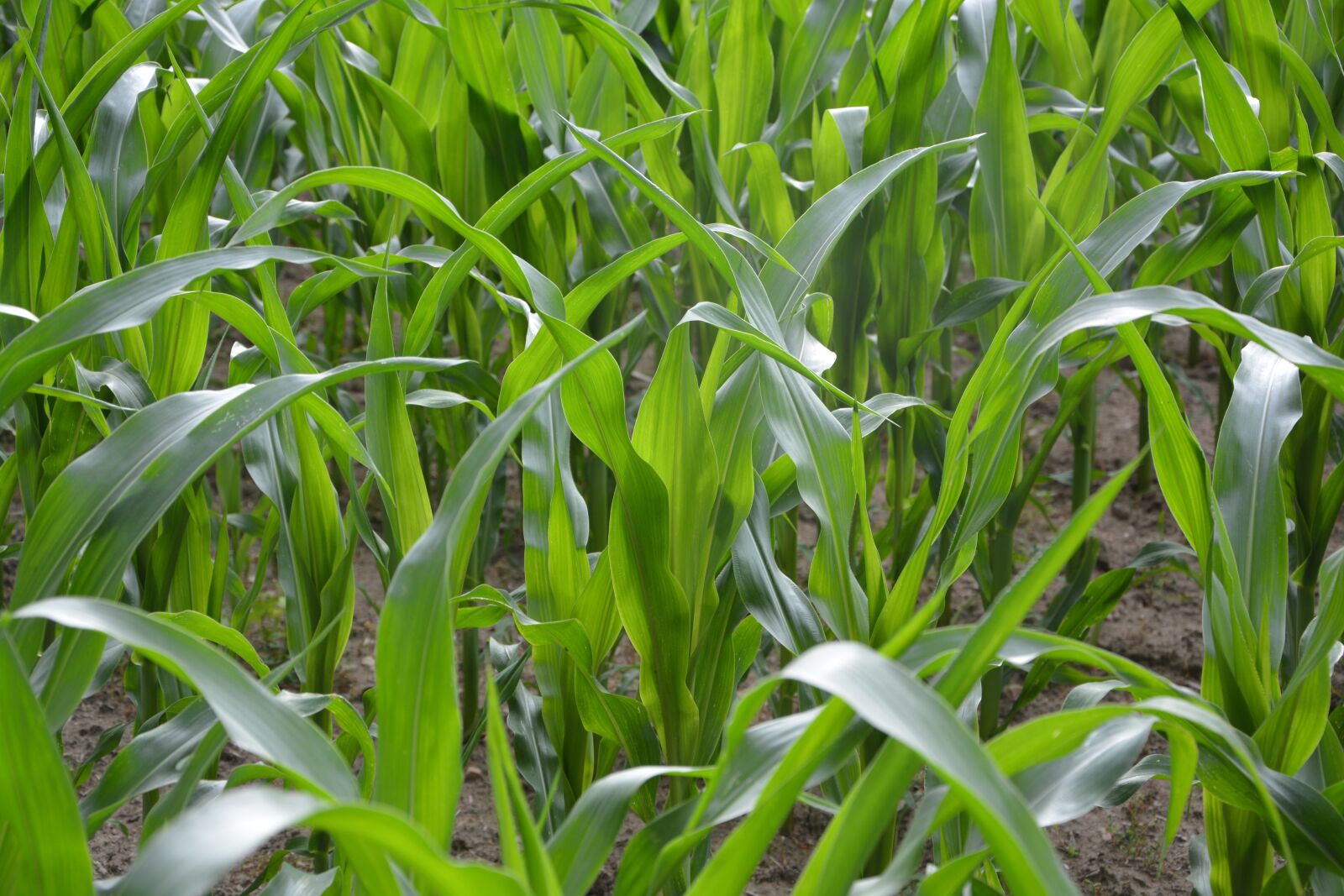 Nikon D5200 sample photo. Corn fields, green, nature photography