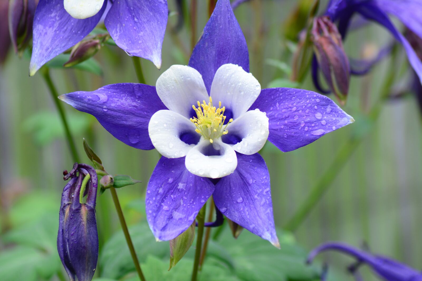 Nikon D7100 sample photo. Rocky mountain columbine, flower photography