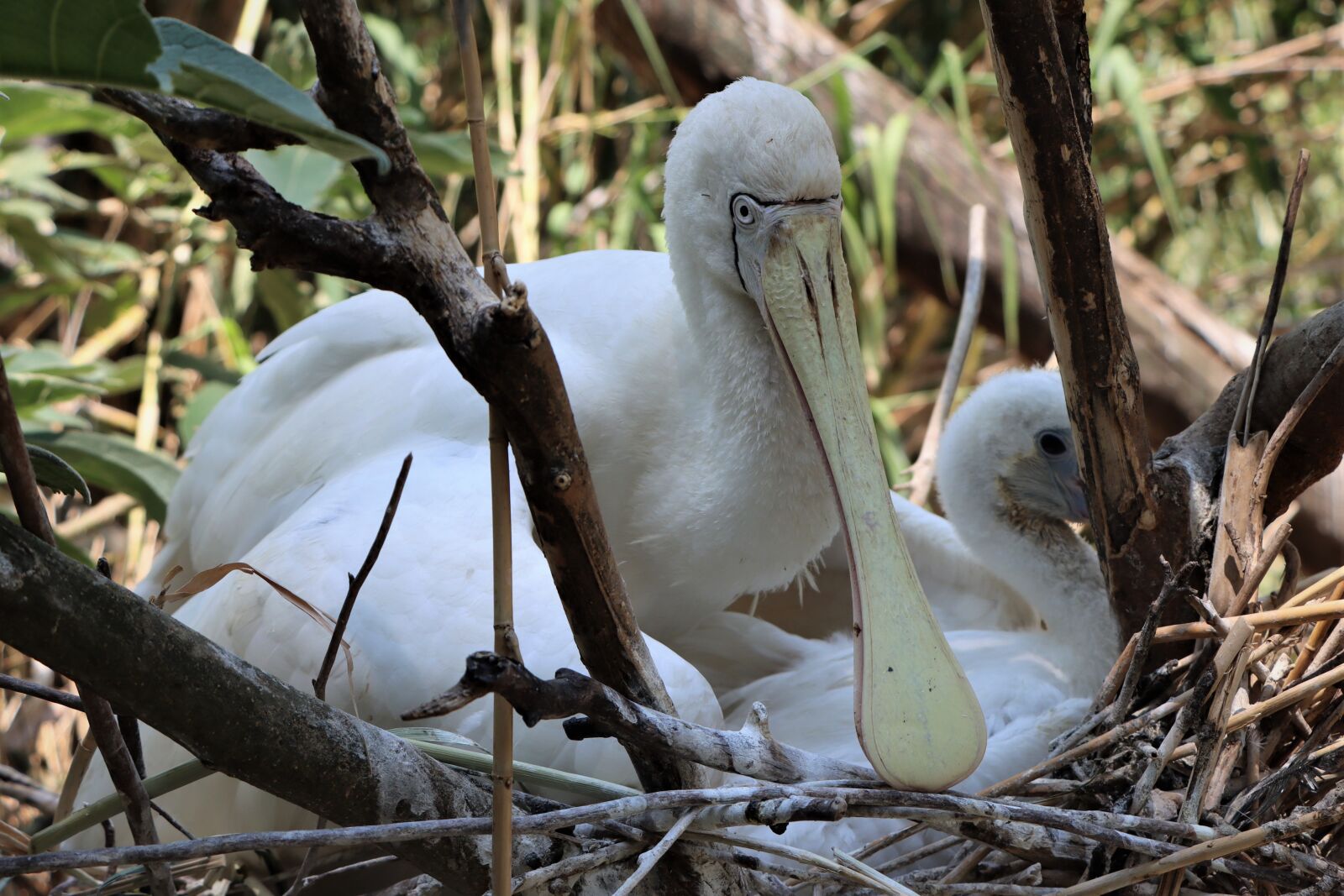 Canon EF-S 18-135mm F3.5-5.6 IS USM sample photo. Yellow billed spoonbill, waterfowl photography