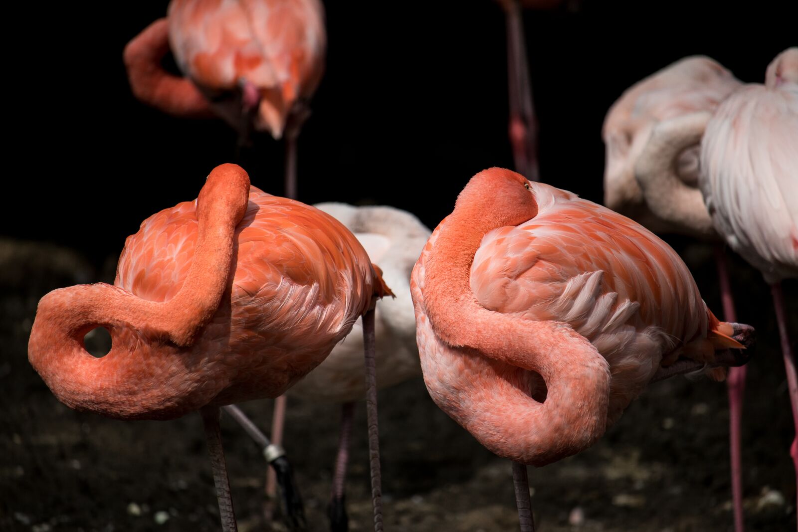 Canon EF-S 55-250mm F4-5.6 IS STM sample photo. Flamingo, bird, animal photography