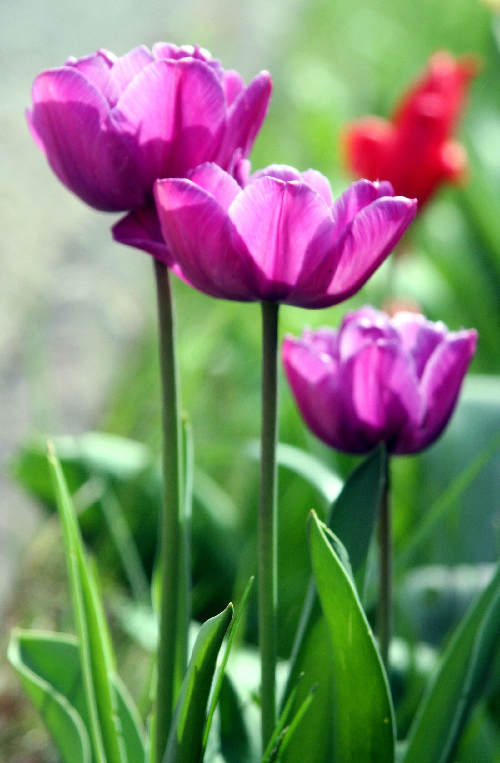 Canon EOS 350D (EOS Digital Rebel XT / EOS Kiss Digital N) sample photo. Tulips, nature, plant photography