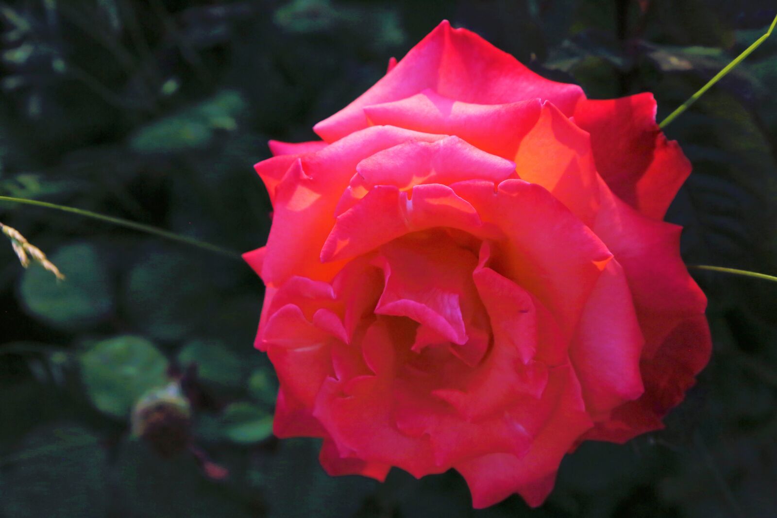 Canon EF 24-105mm F4L IS USM sample photo. Rose, spring, flower photography