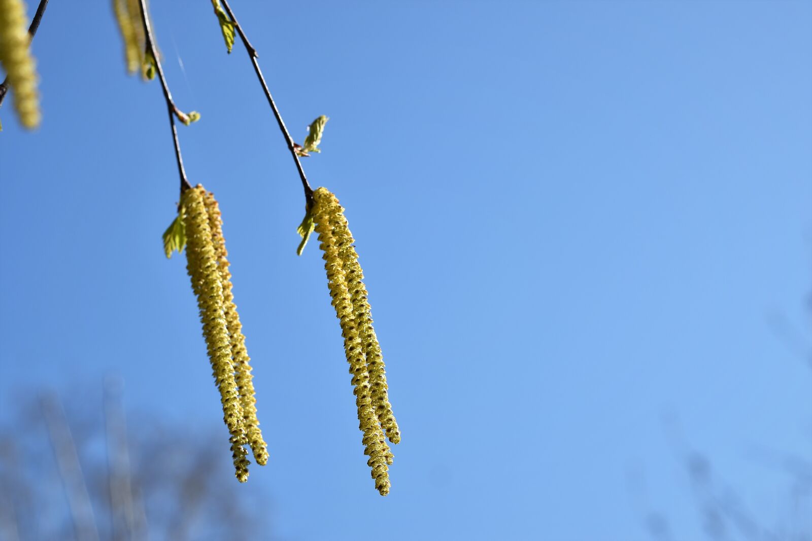 Nikon D5600 sample photo. Birch tree, catkins, green photography