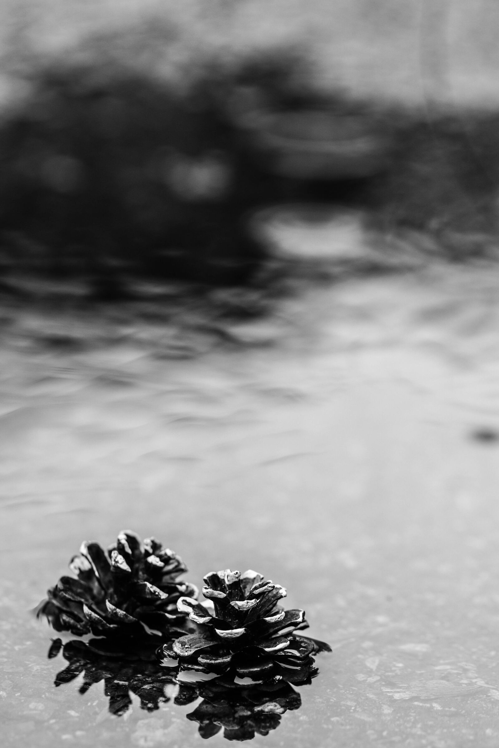 Canon EOS 7D Mark II sample photo. Pinecone, puddle, rain photography