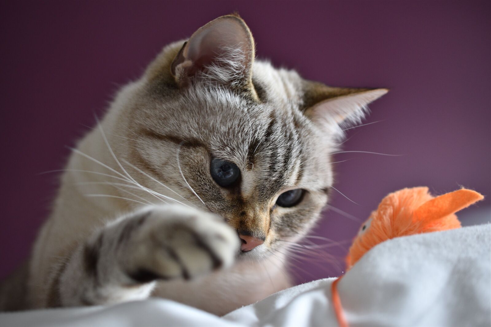 Nikon D5600 sample photo. Cat, eyes, blue photography