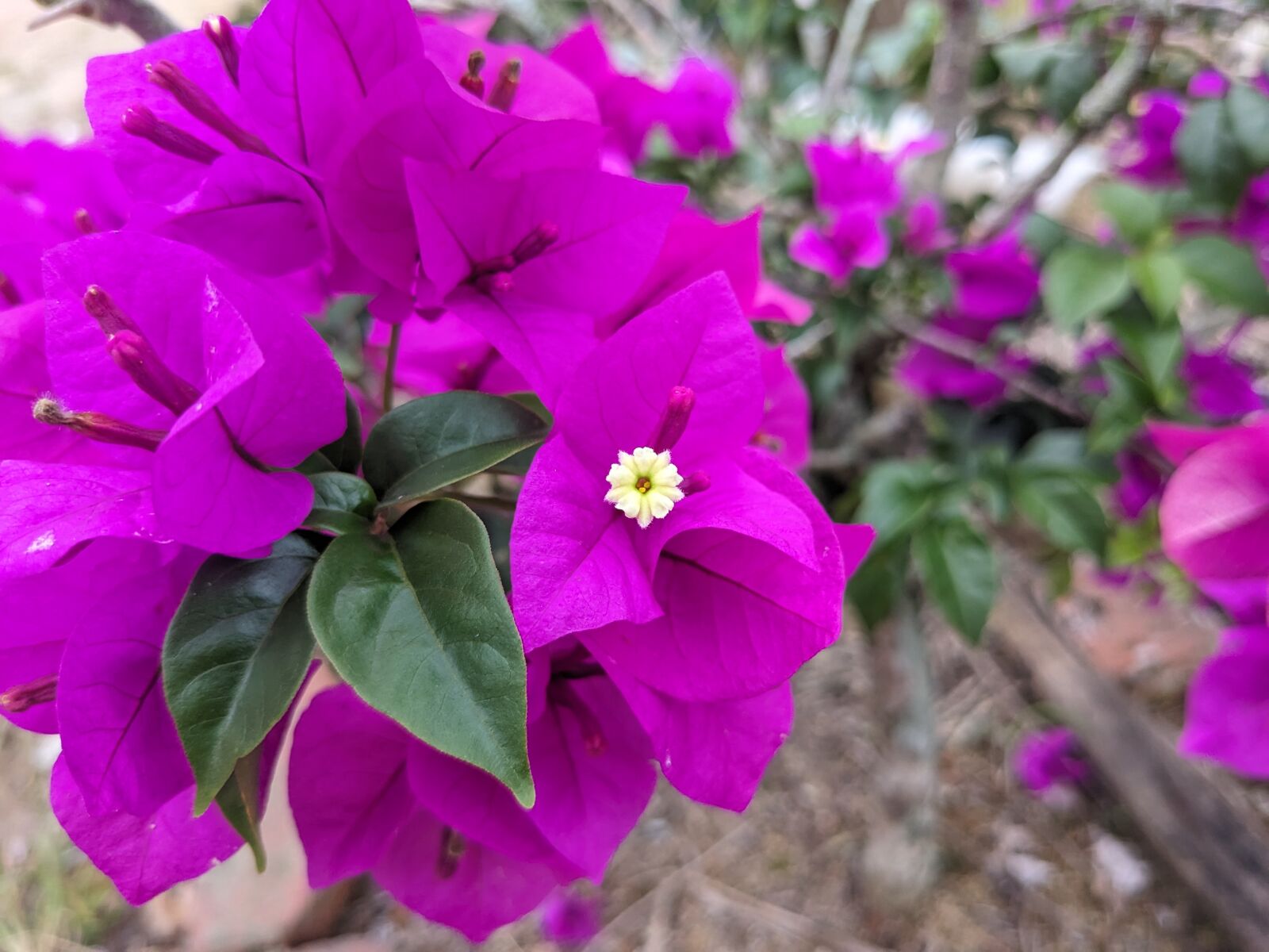 Google Pixel 5 sample photo. Flower2 photography