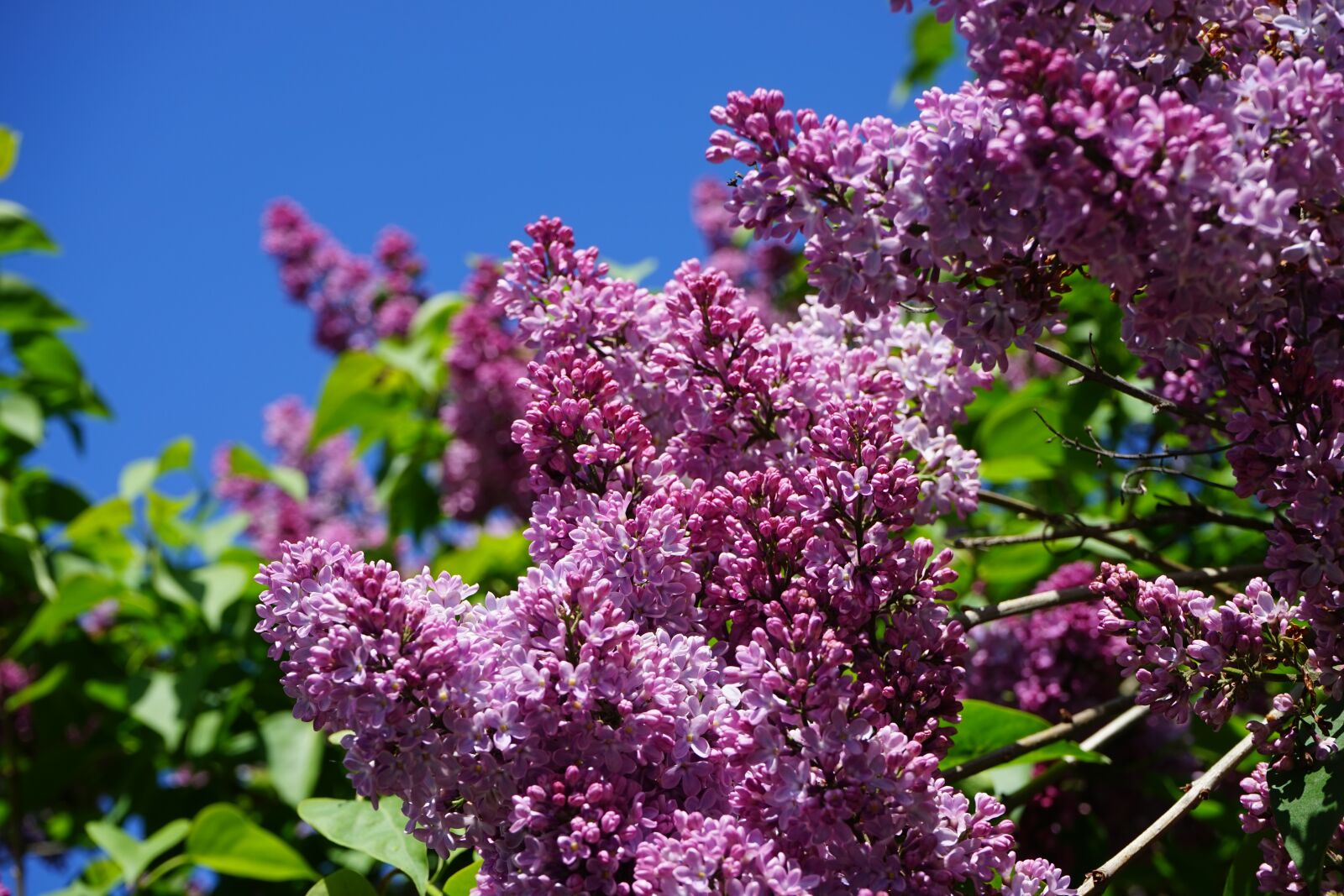 Sony a7 + Sony FE 28-70mm F3.5-5.6 OSS sample photo. Lilac, blossom, bloom photography