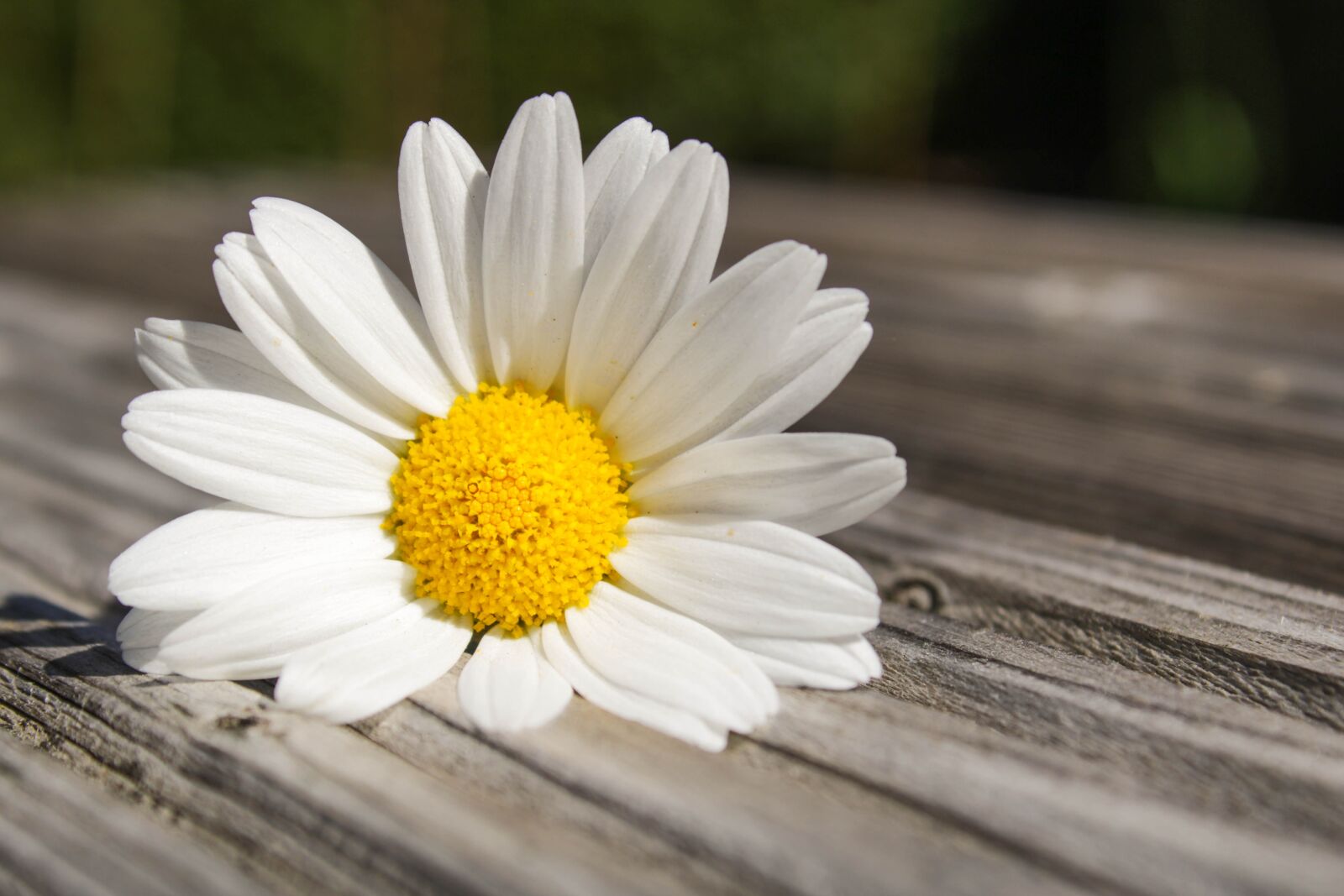 Canon EOS 2000D (EOS Rebel T7 / EOS Kiss X90 / EOS 1500D) sample photo. Daisy, flower, feeling photography